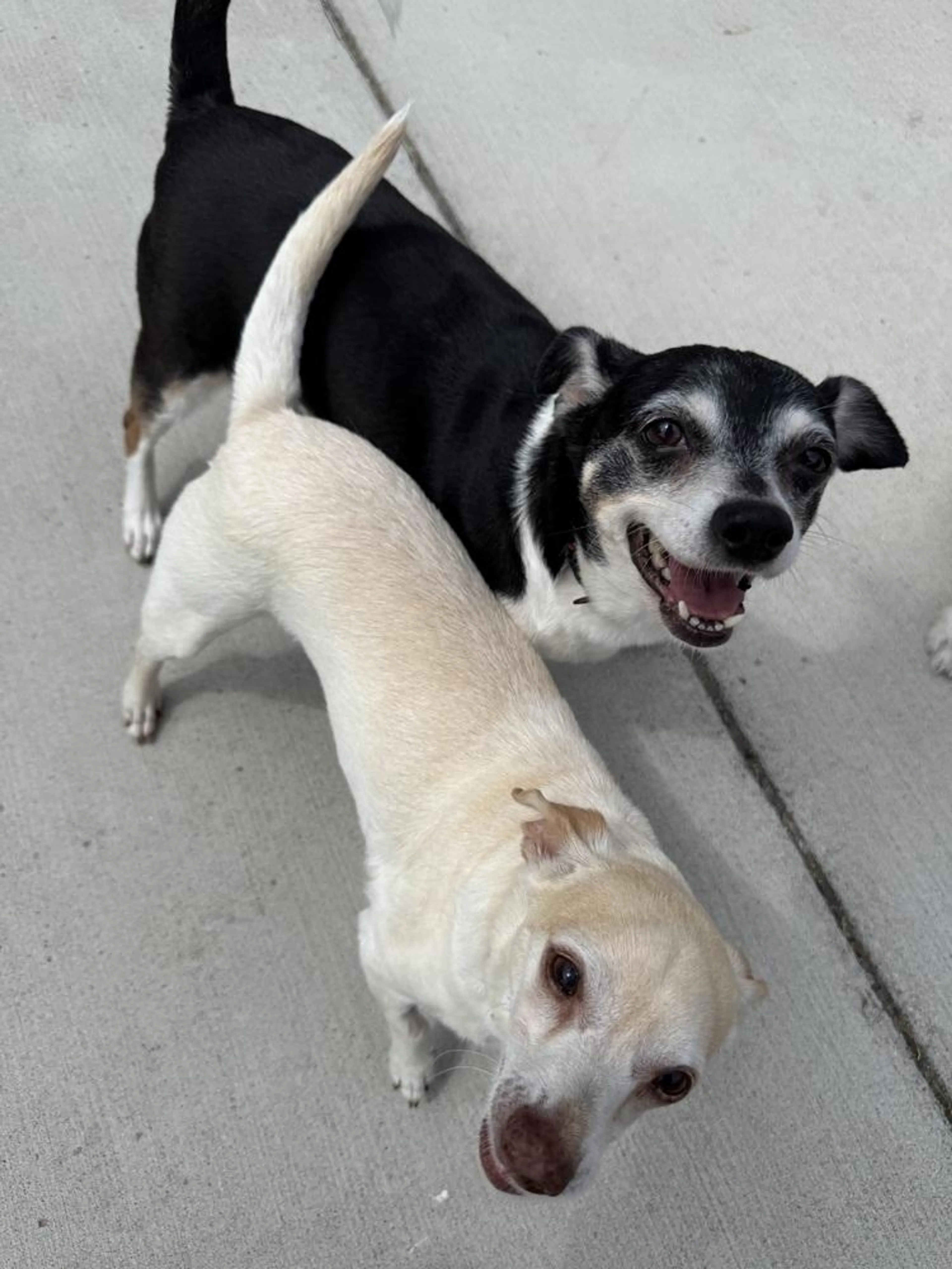 Found pet-4