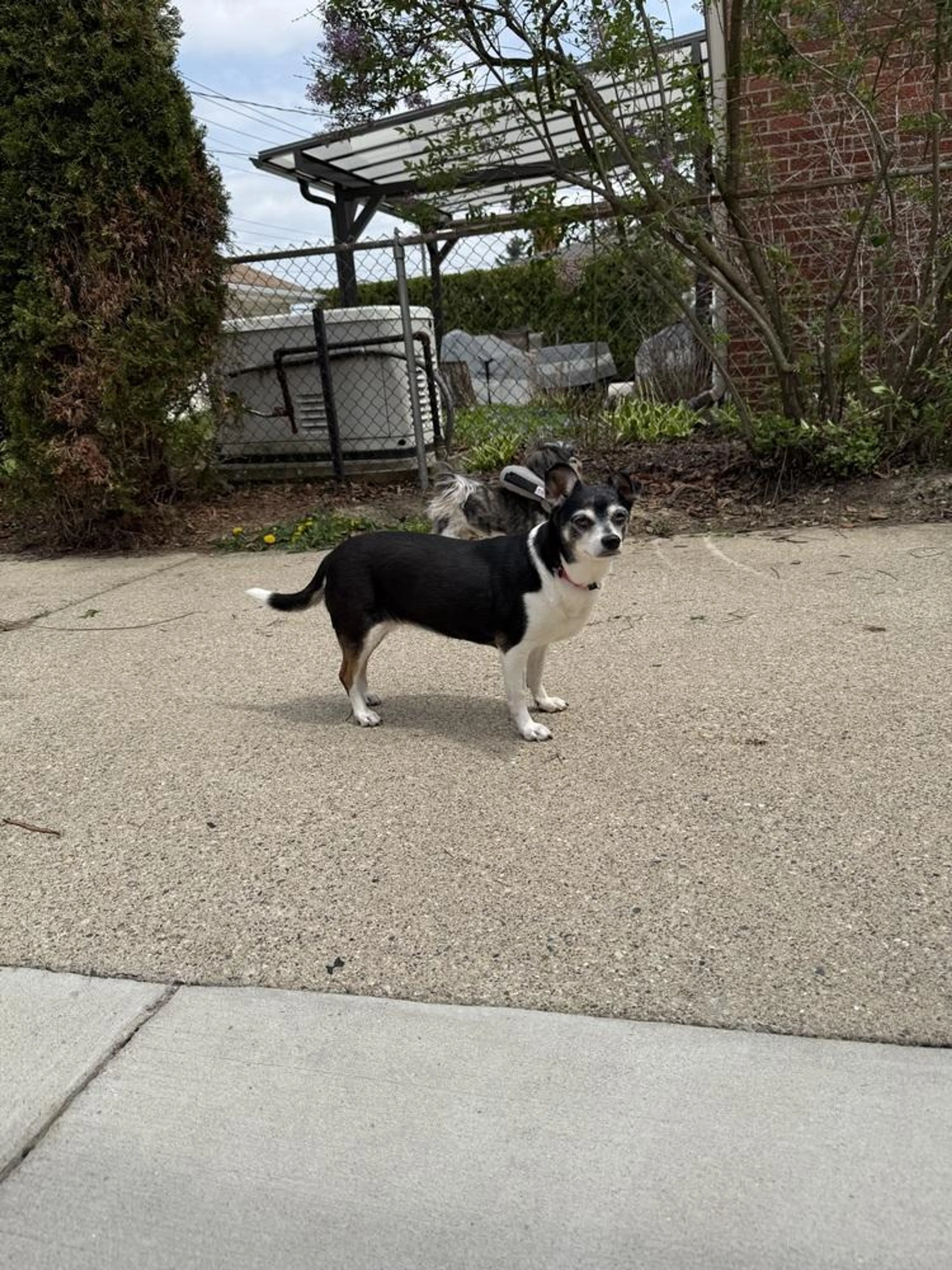 Found pet-3