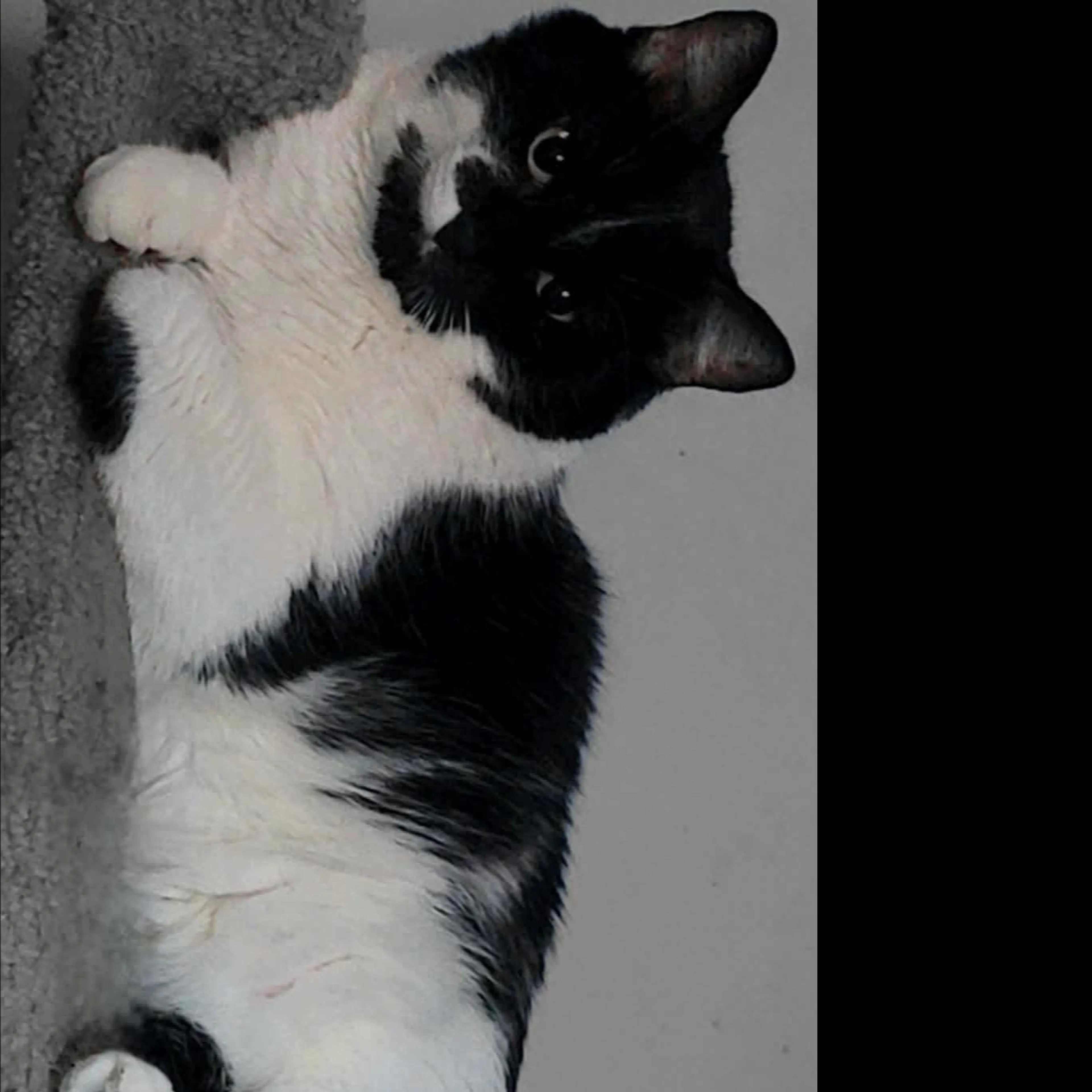 Lost pet-1