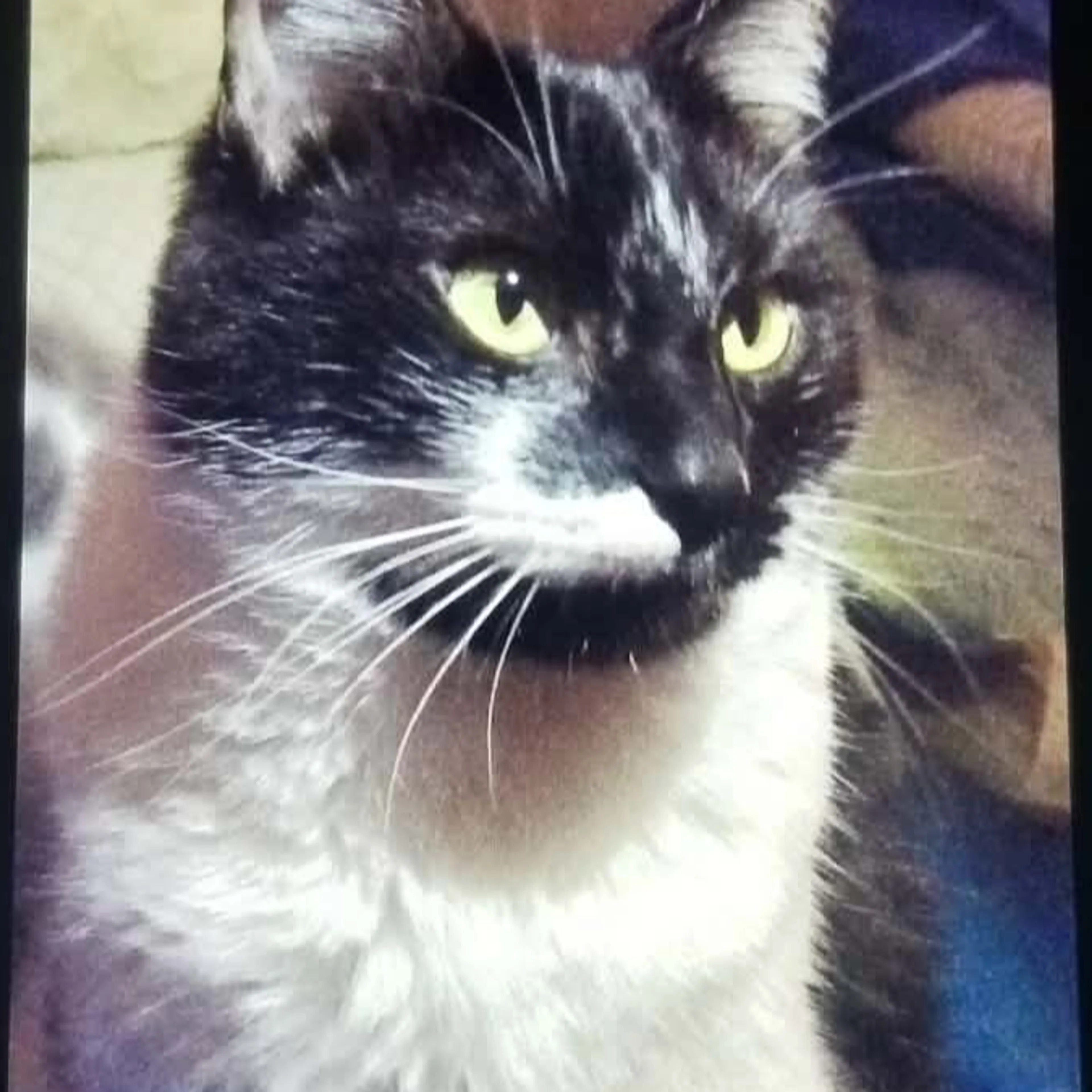 Lost pet-2