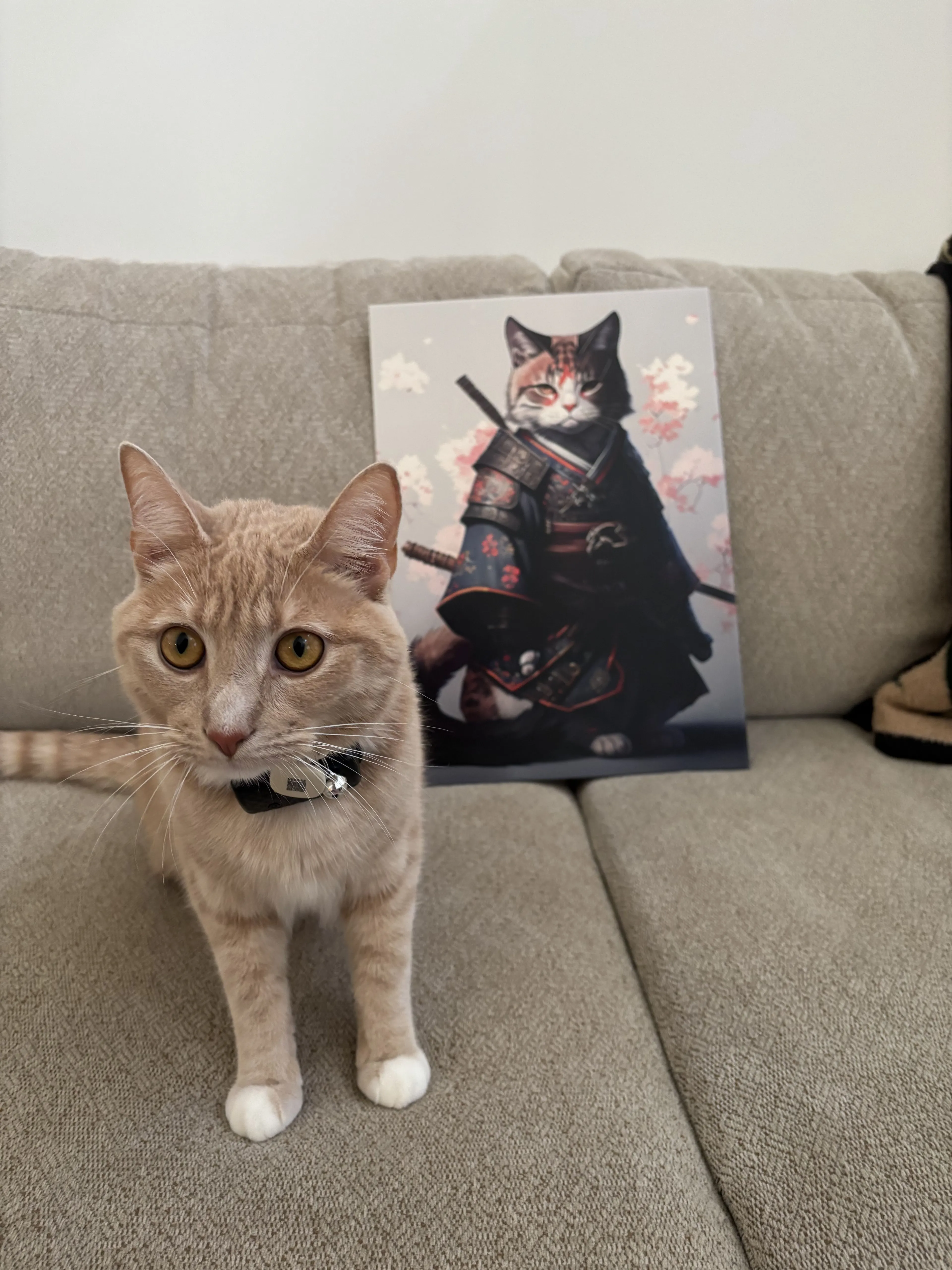 Lost pet-0
