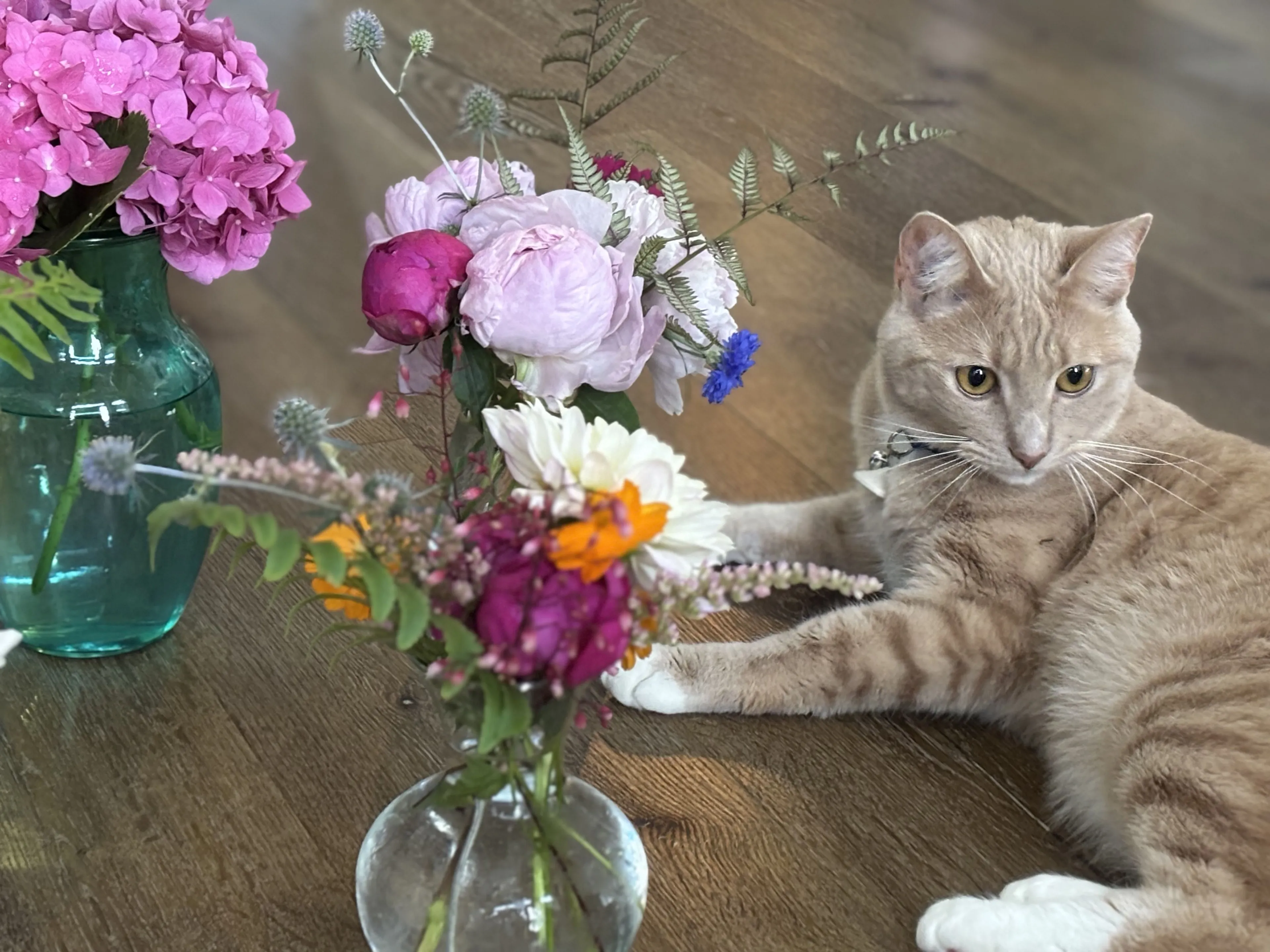 Lost pet-2