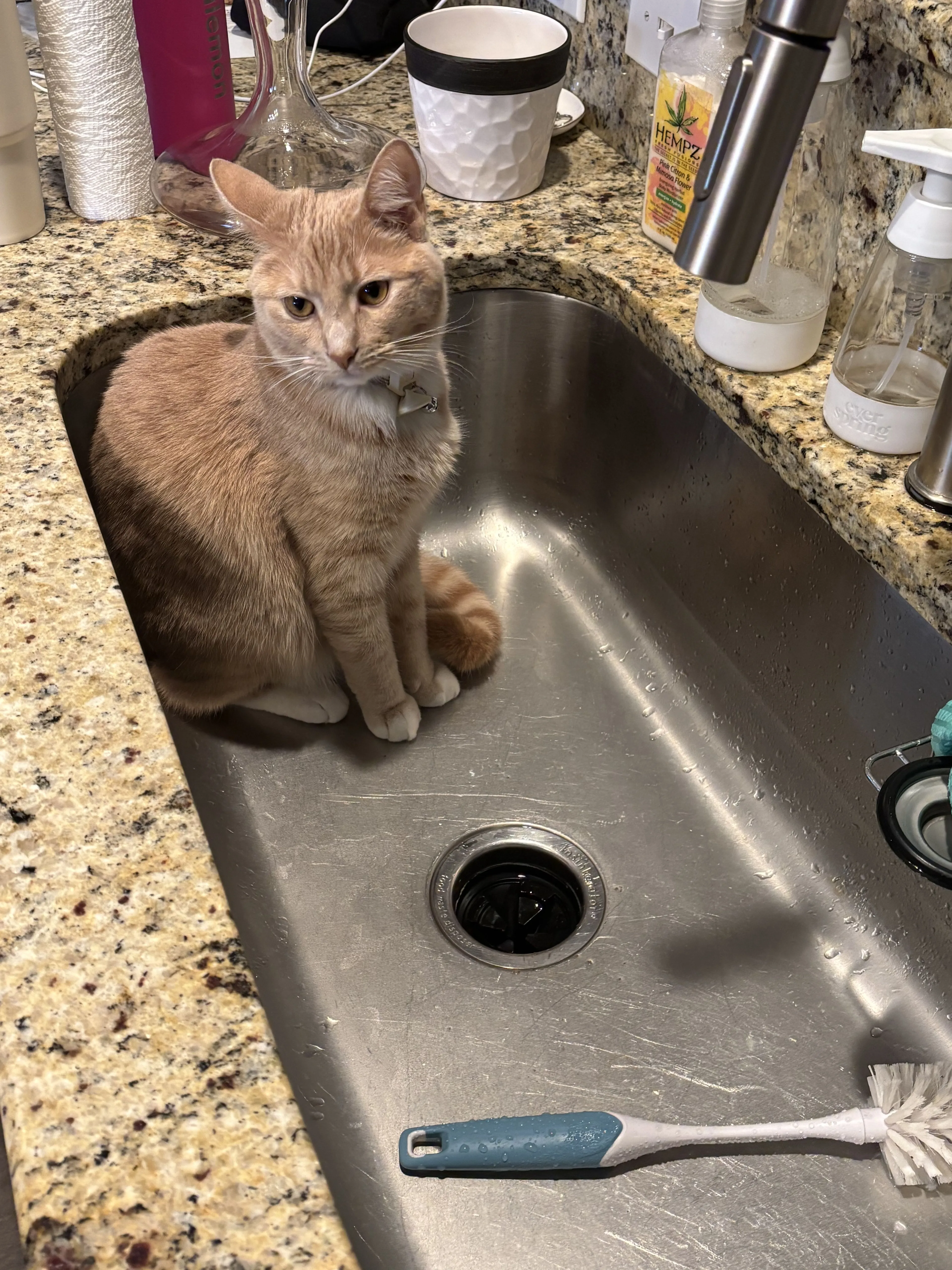 Lost pet-1