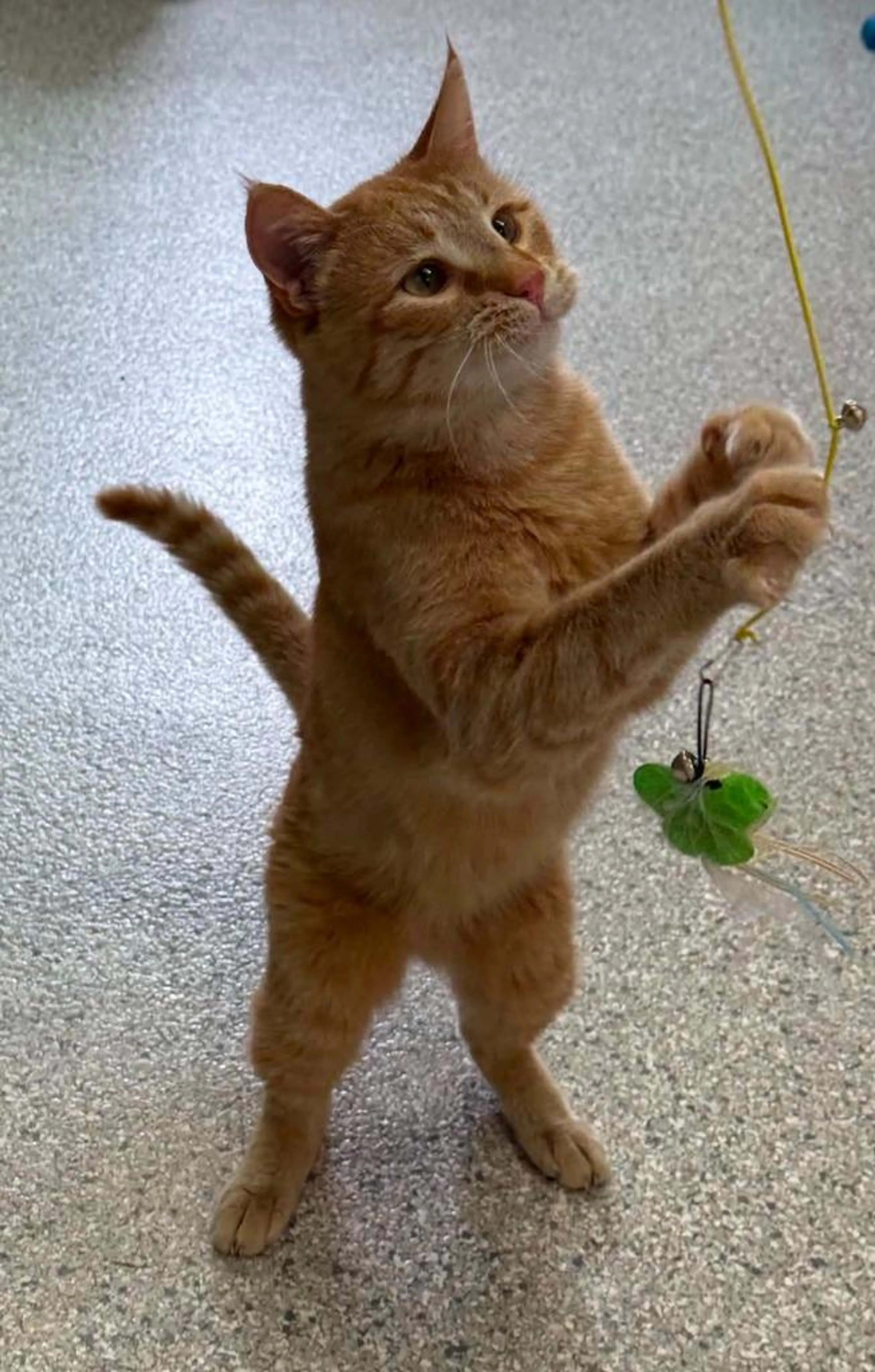 Found pet-1