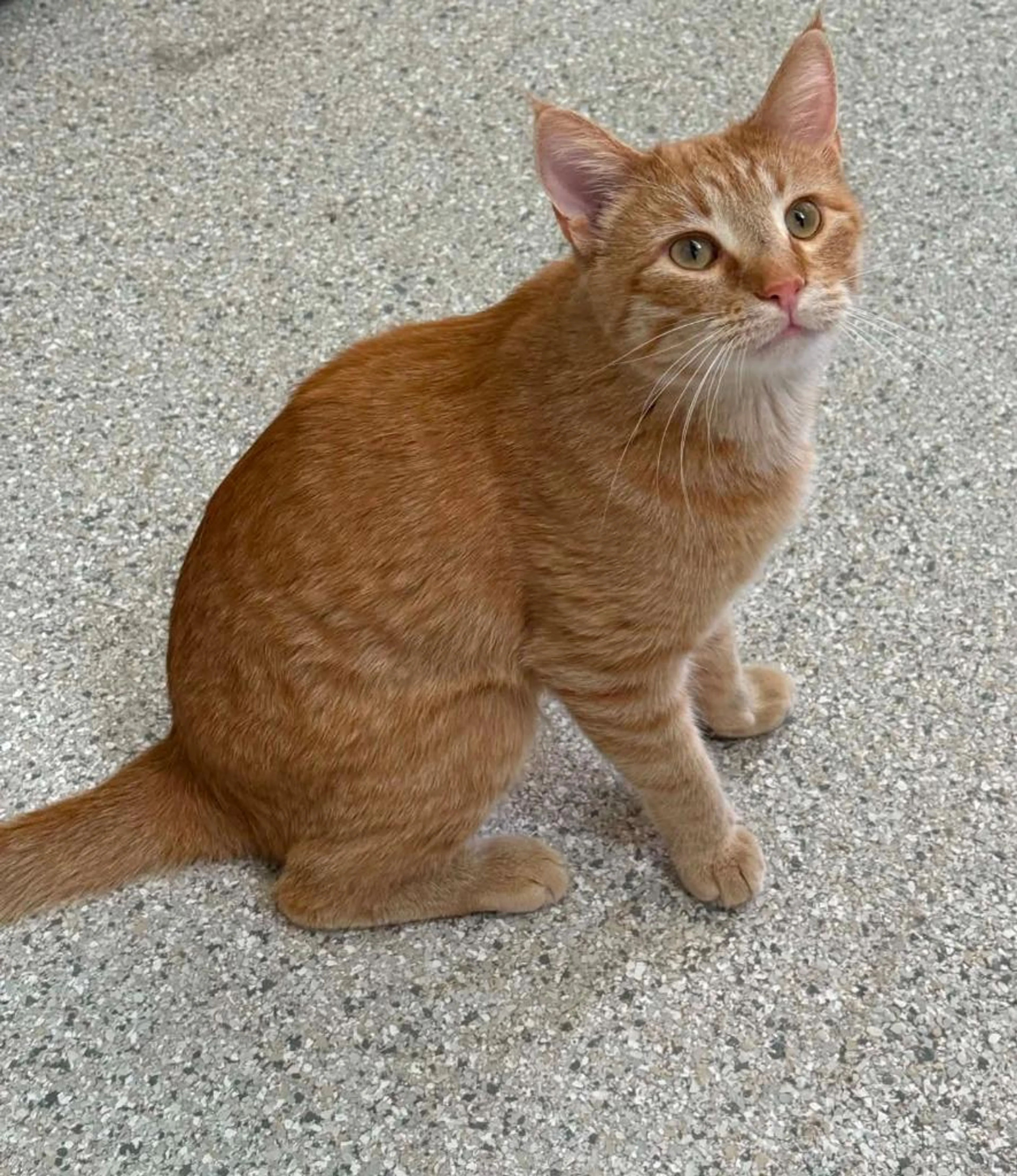 Found pet-0