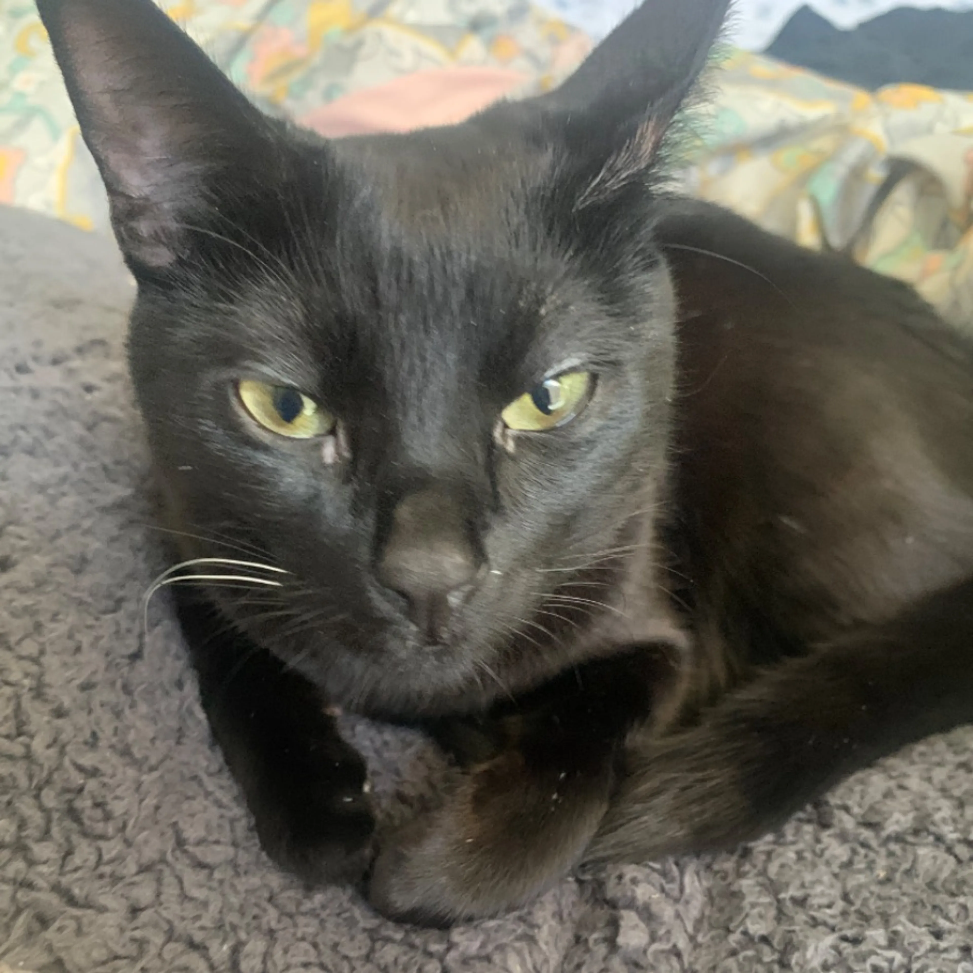Lost pet