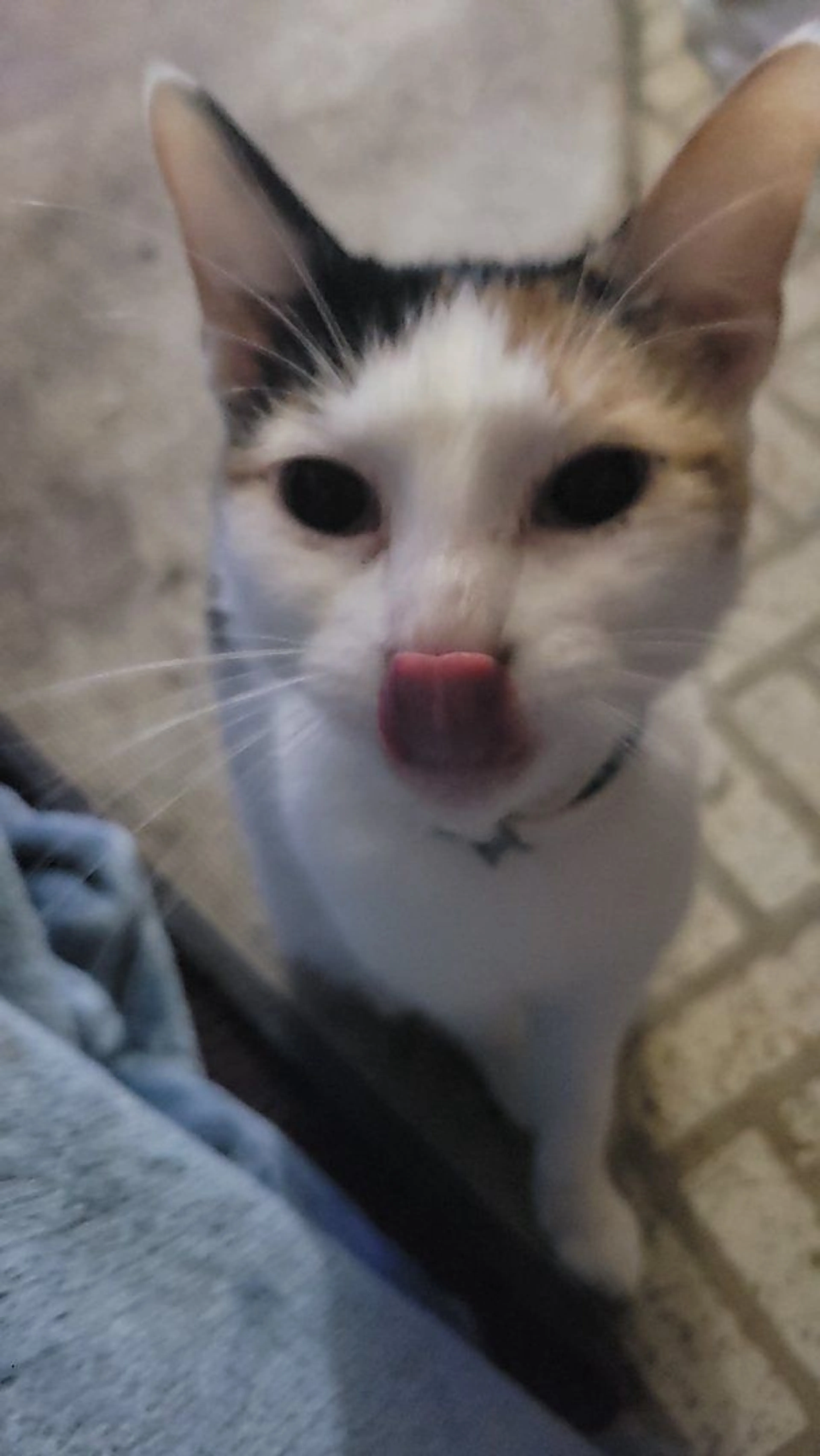 Lost pet-0
