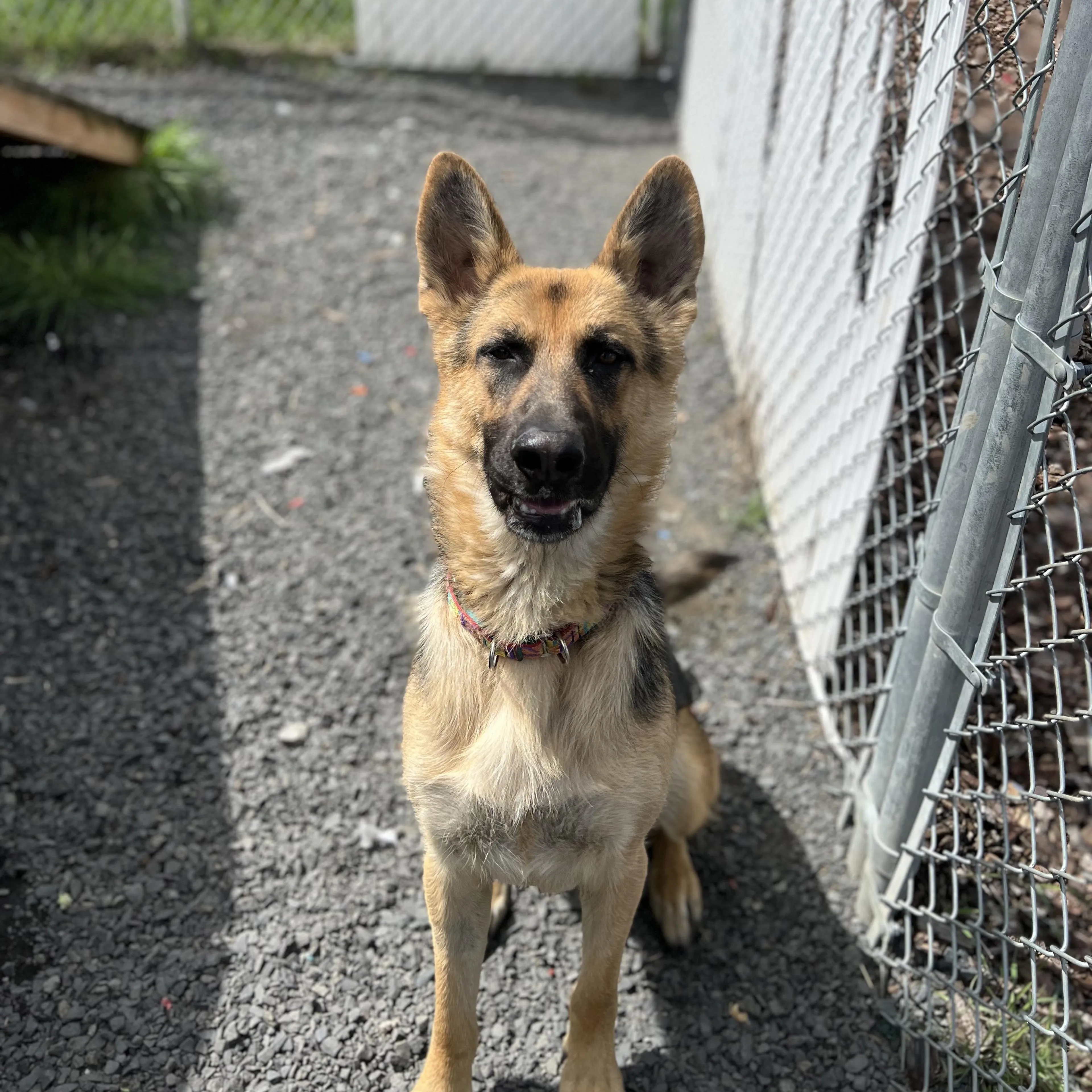 Found pet-3