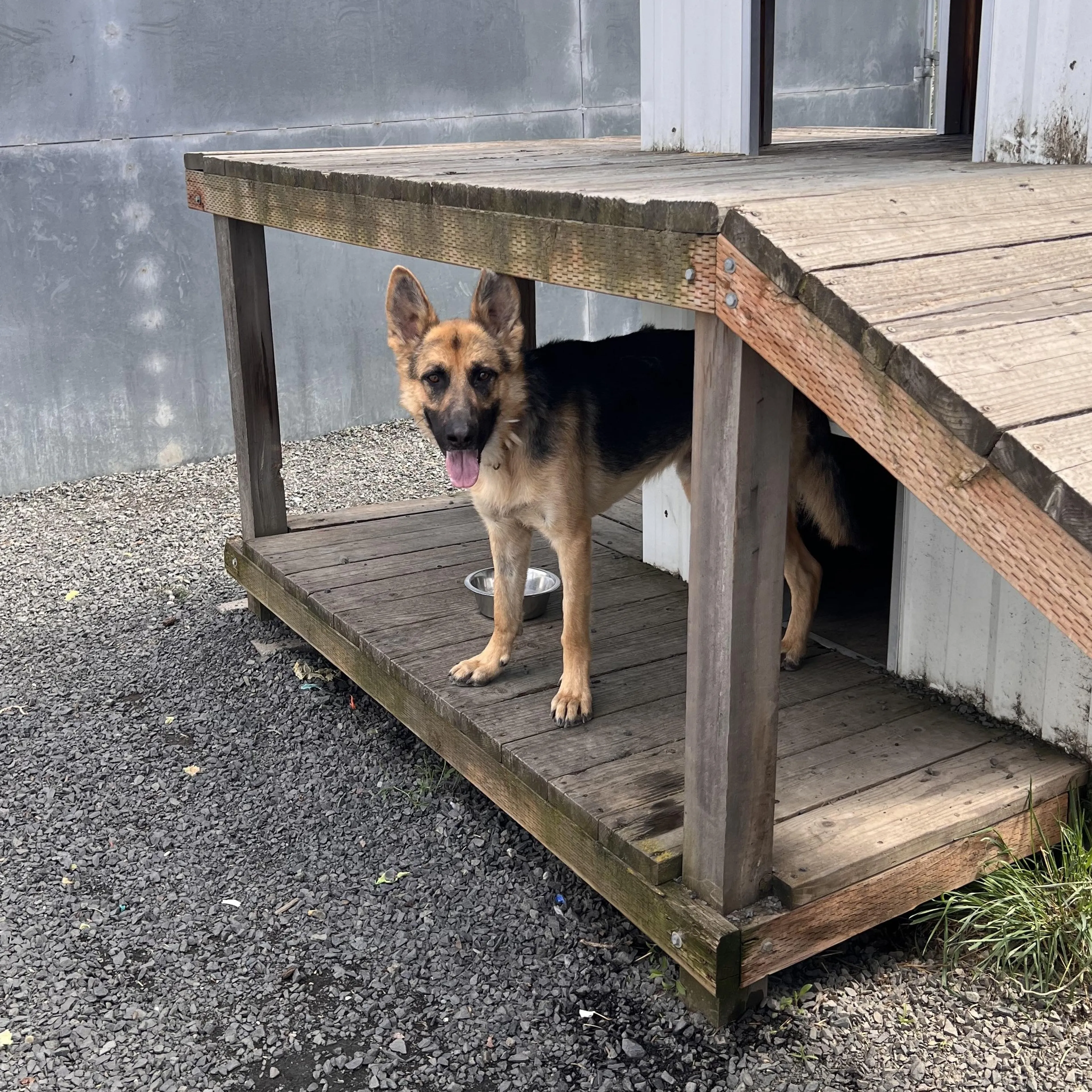 Found pet-2