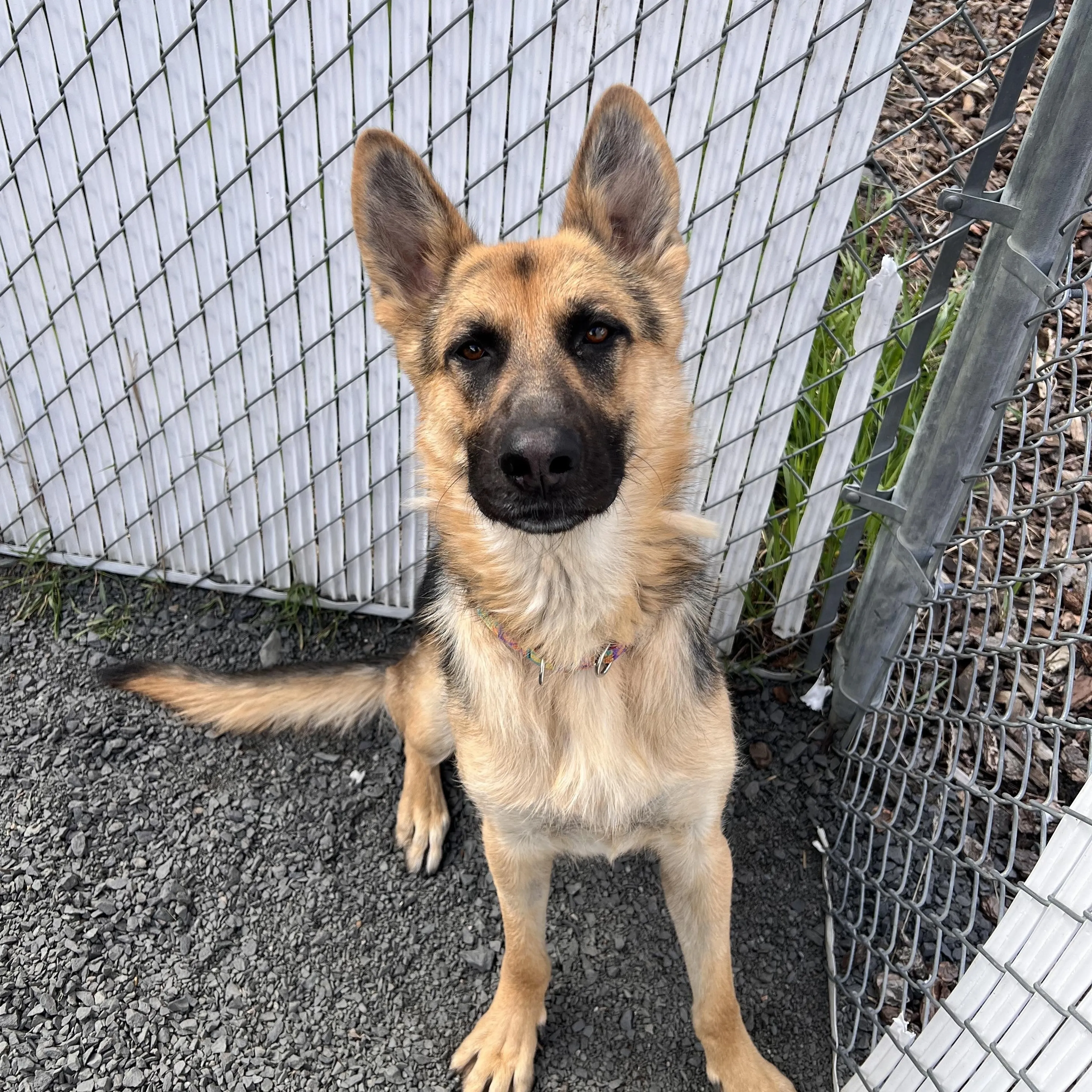 Found pet-1
