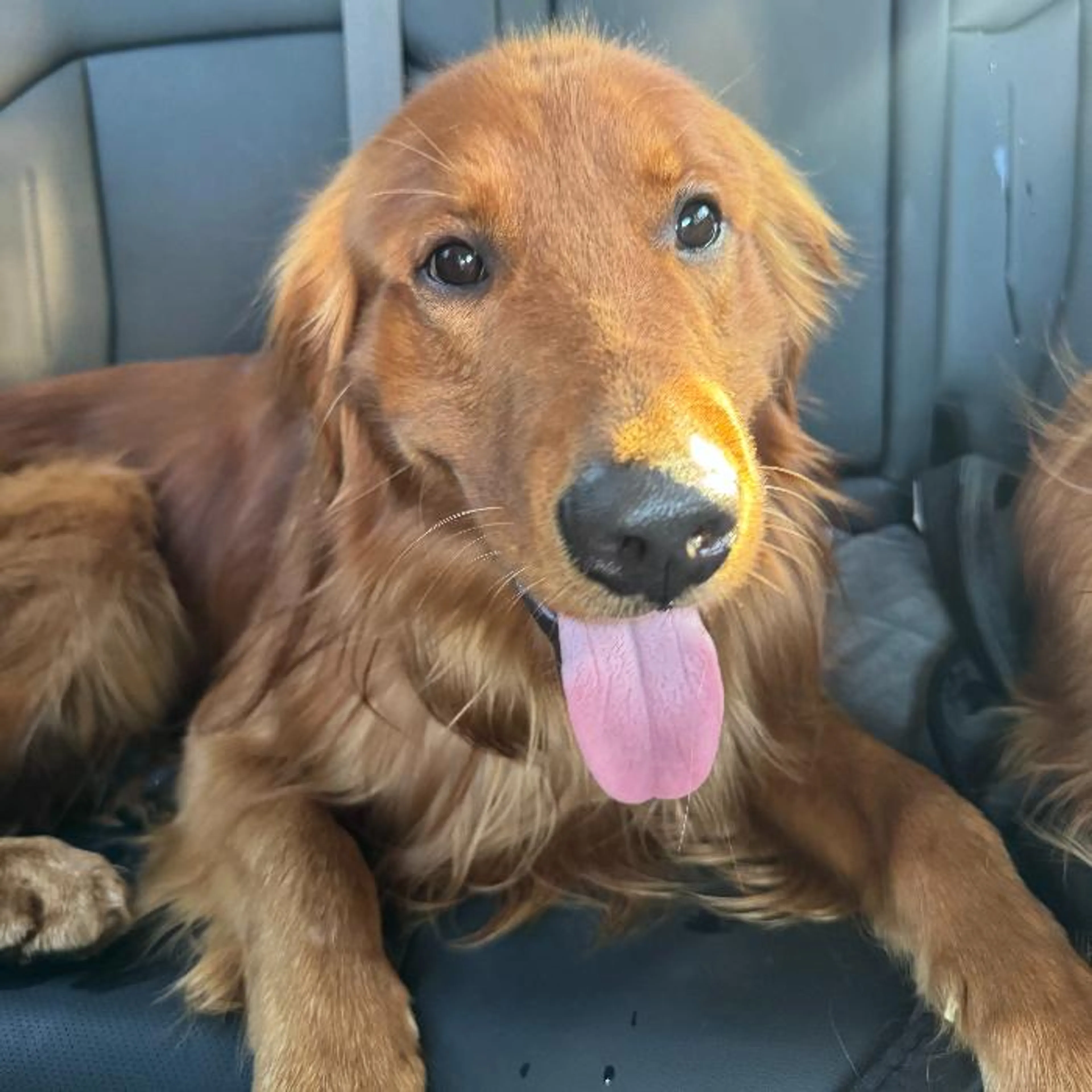 Found pet-5