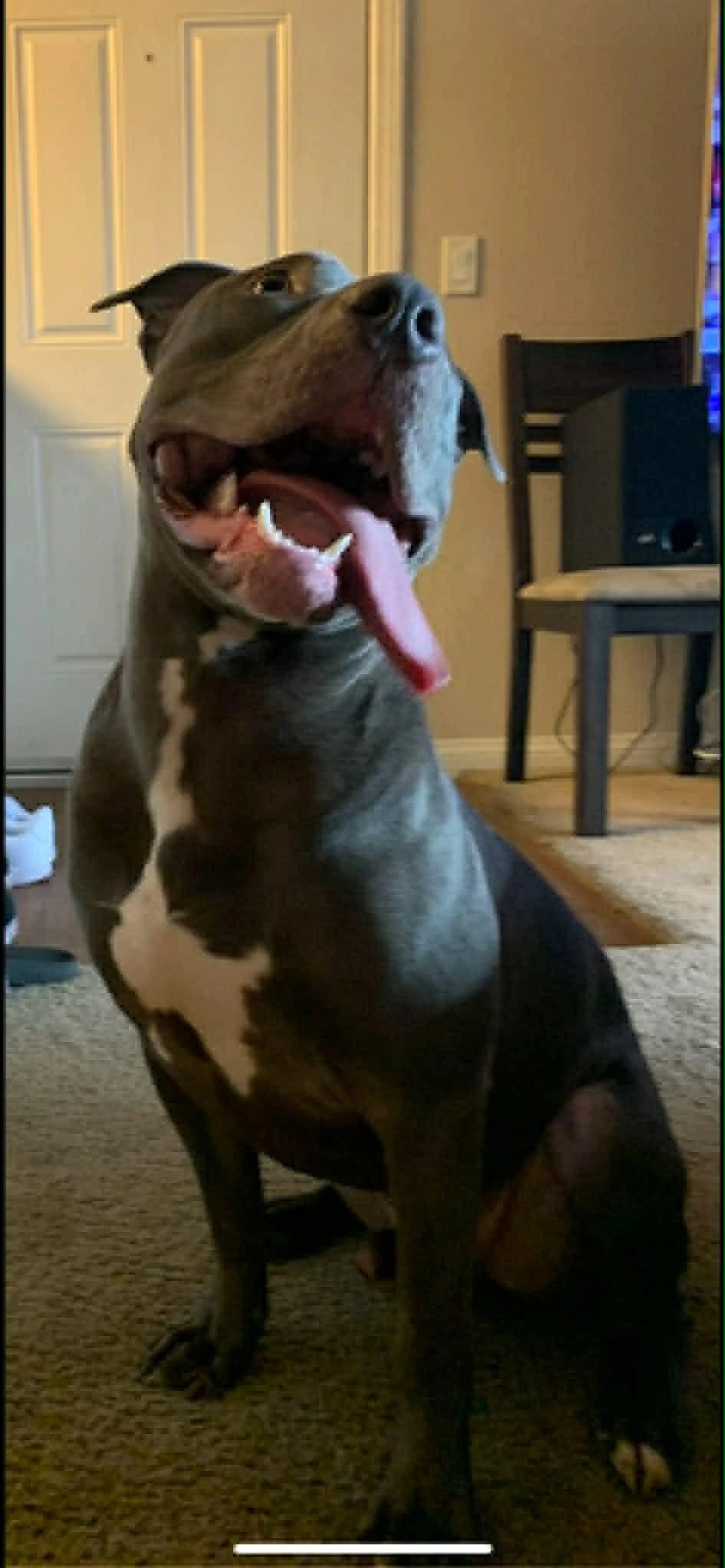 Found pet-2