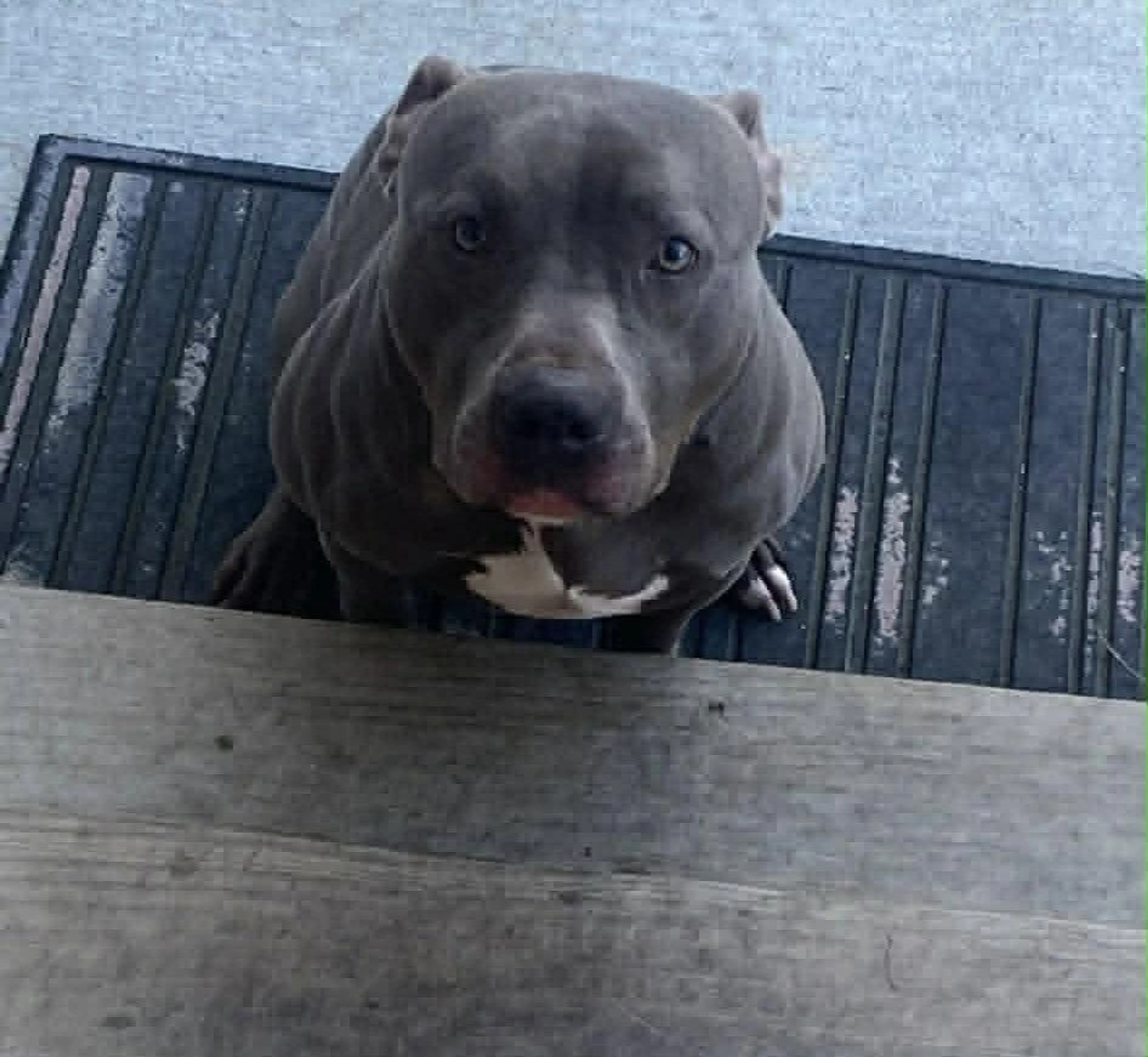 Found pet-1