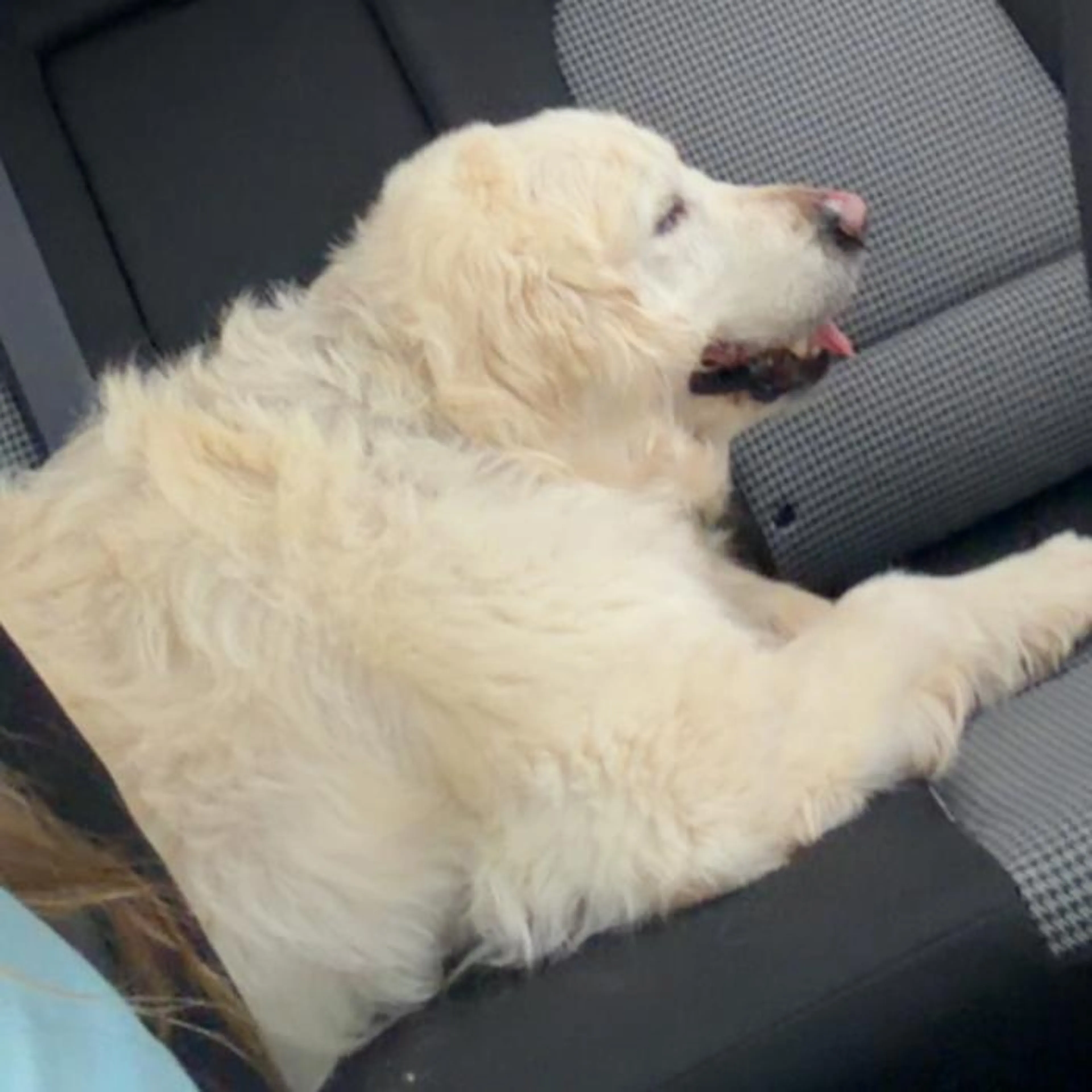 Found pet-1