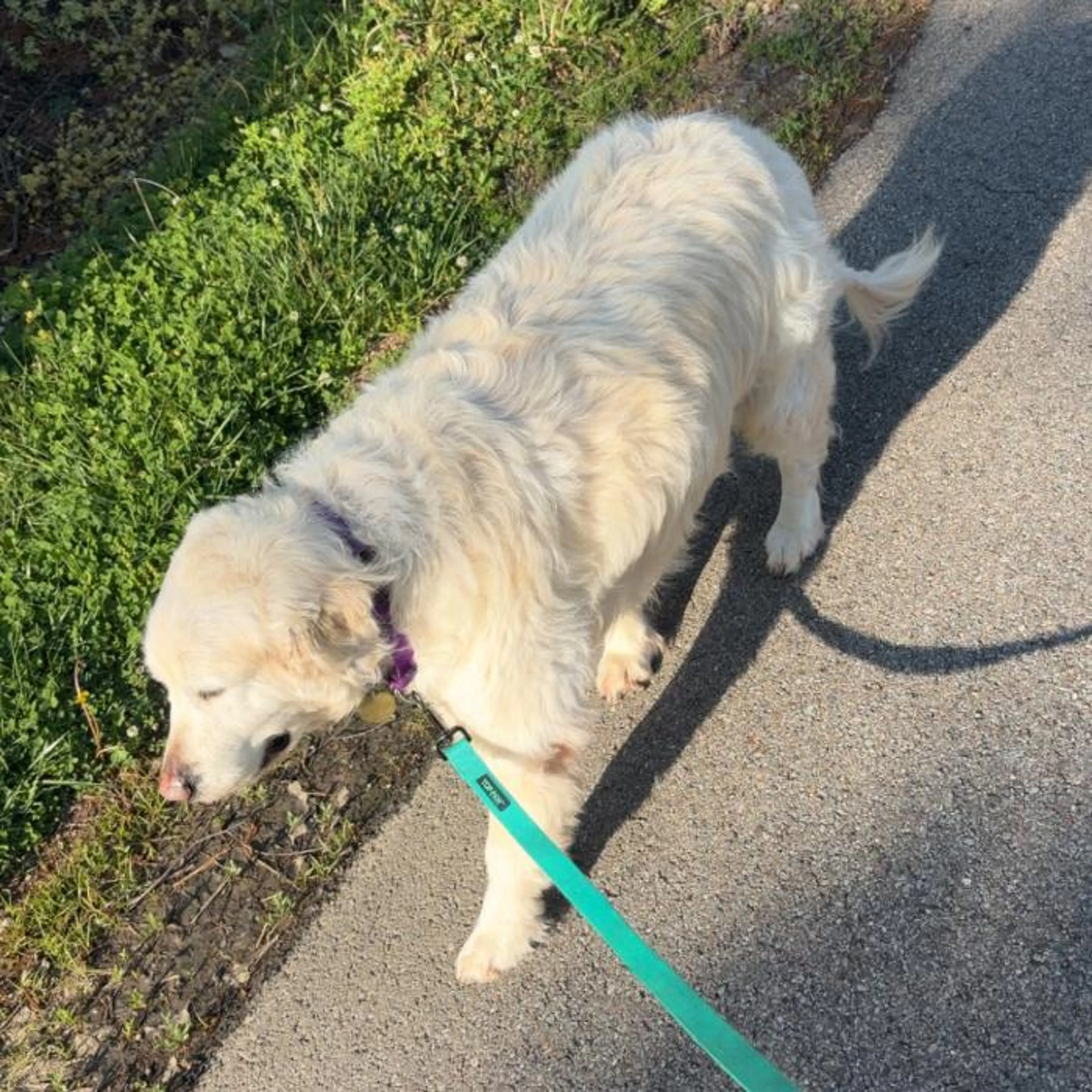 Found pet-3
