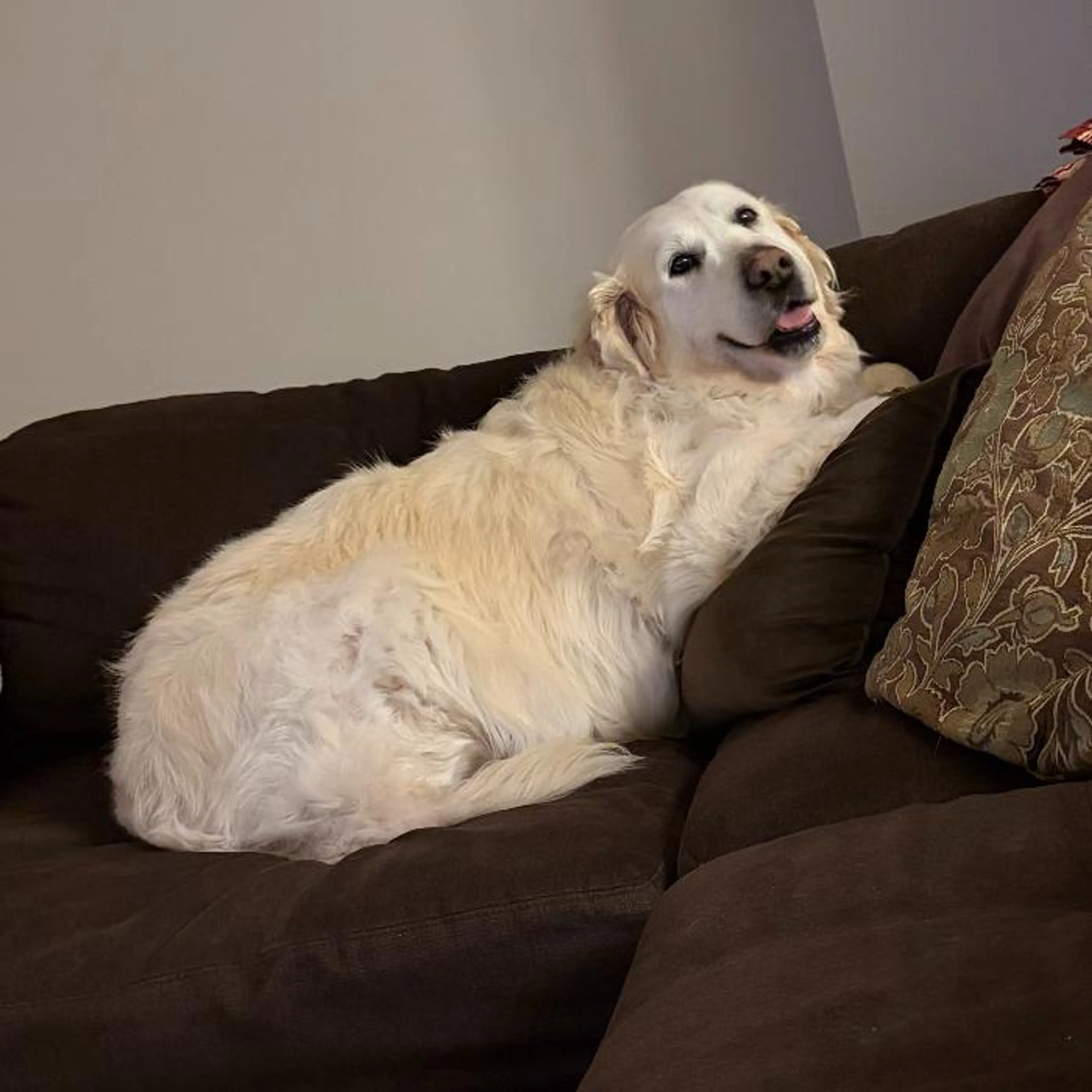 Found pet-4