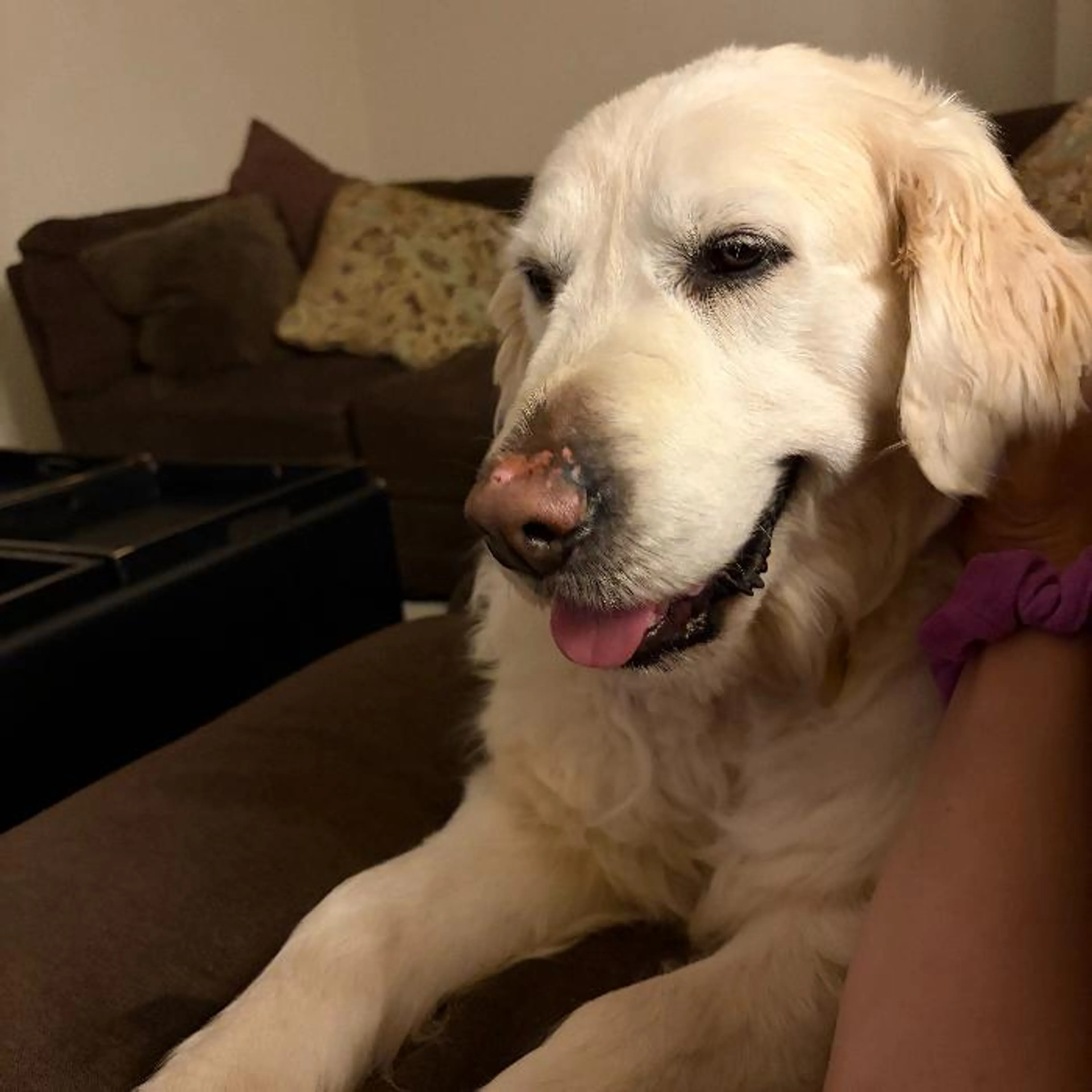 Found pet-2
