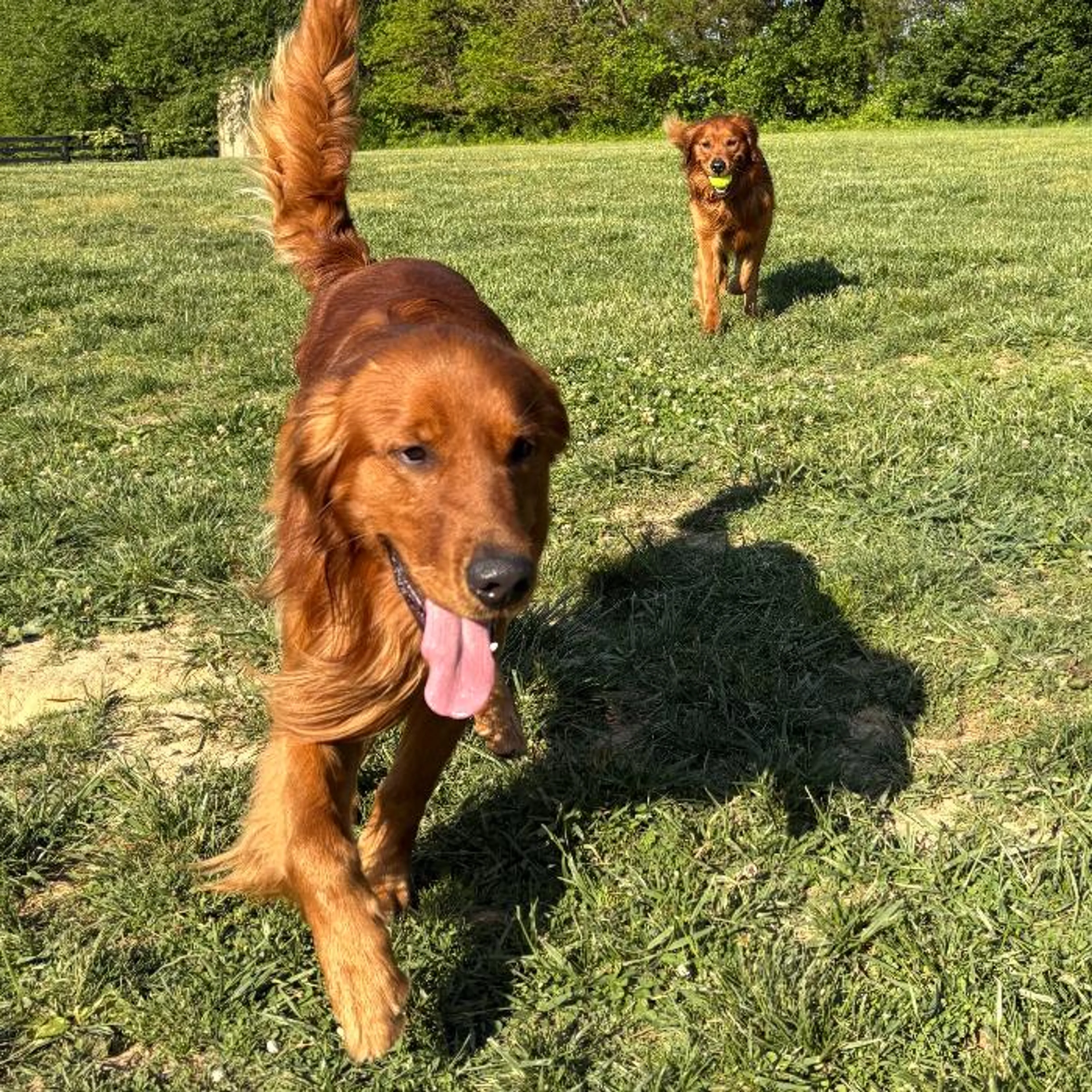Found pet-1