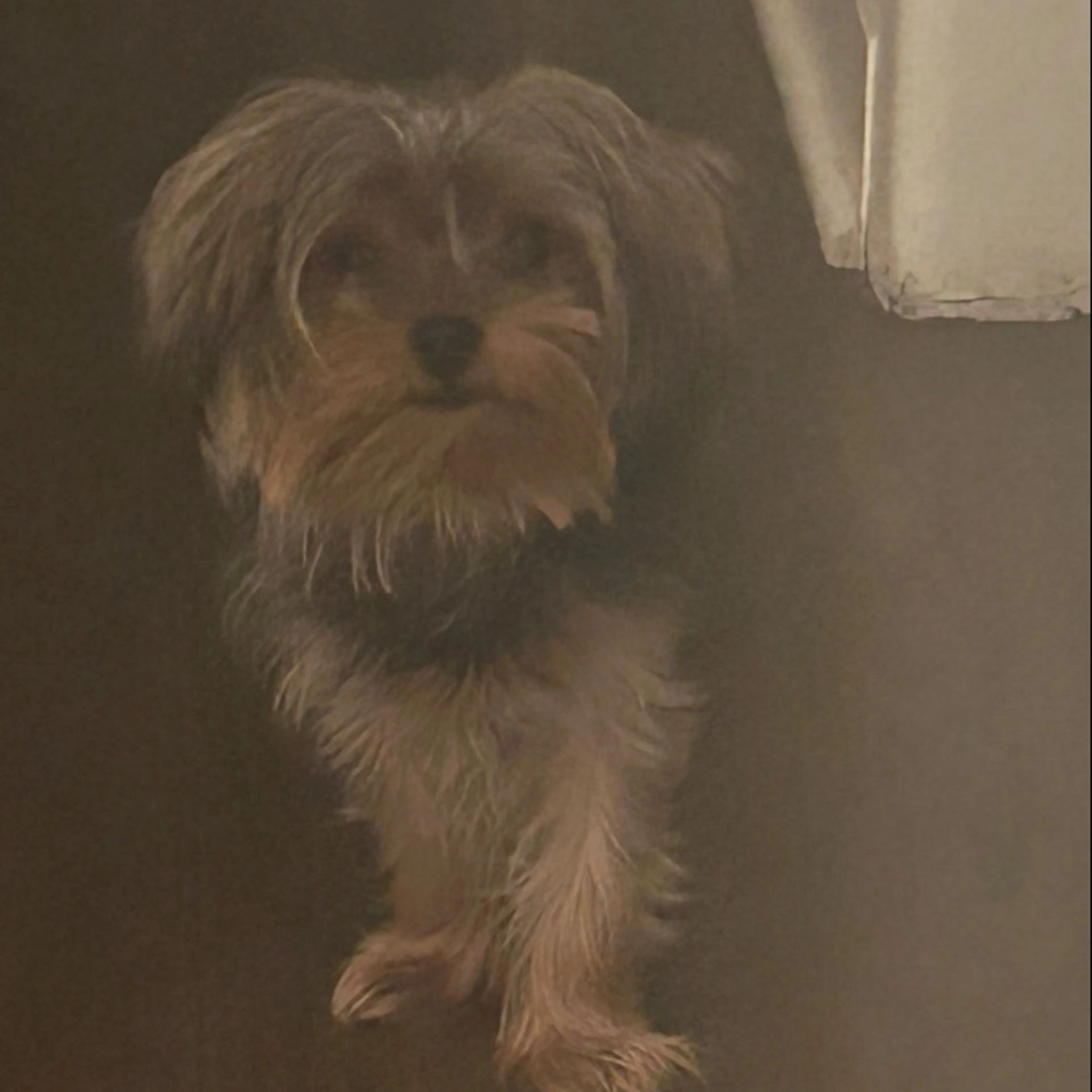 Lost pet