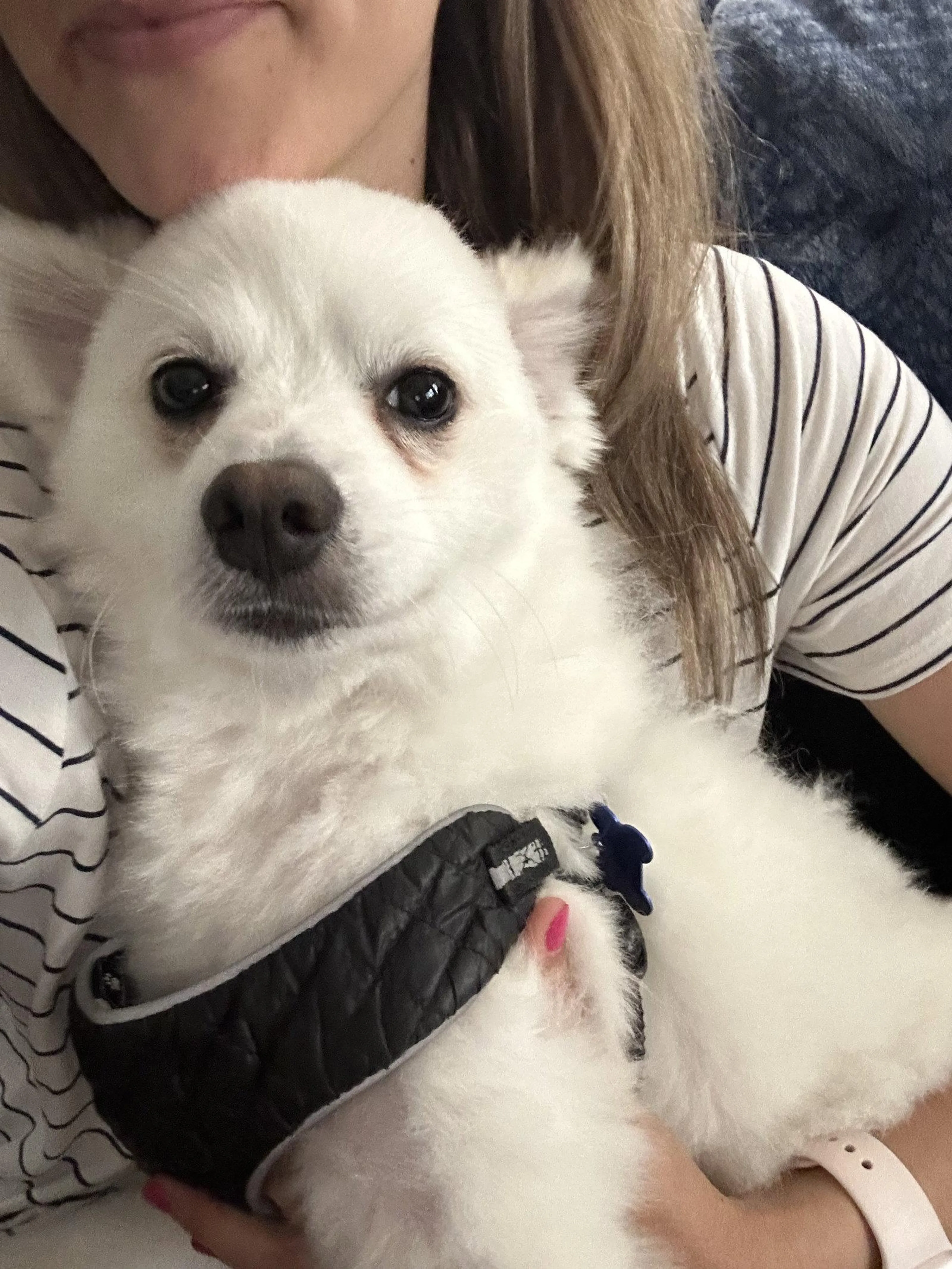 Found pet-1