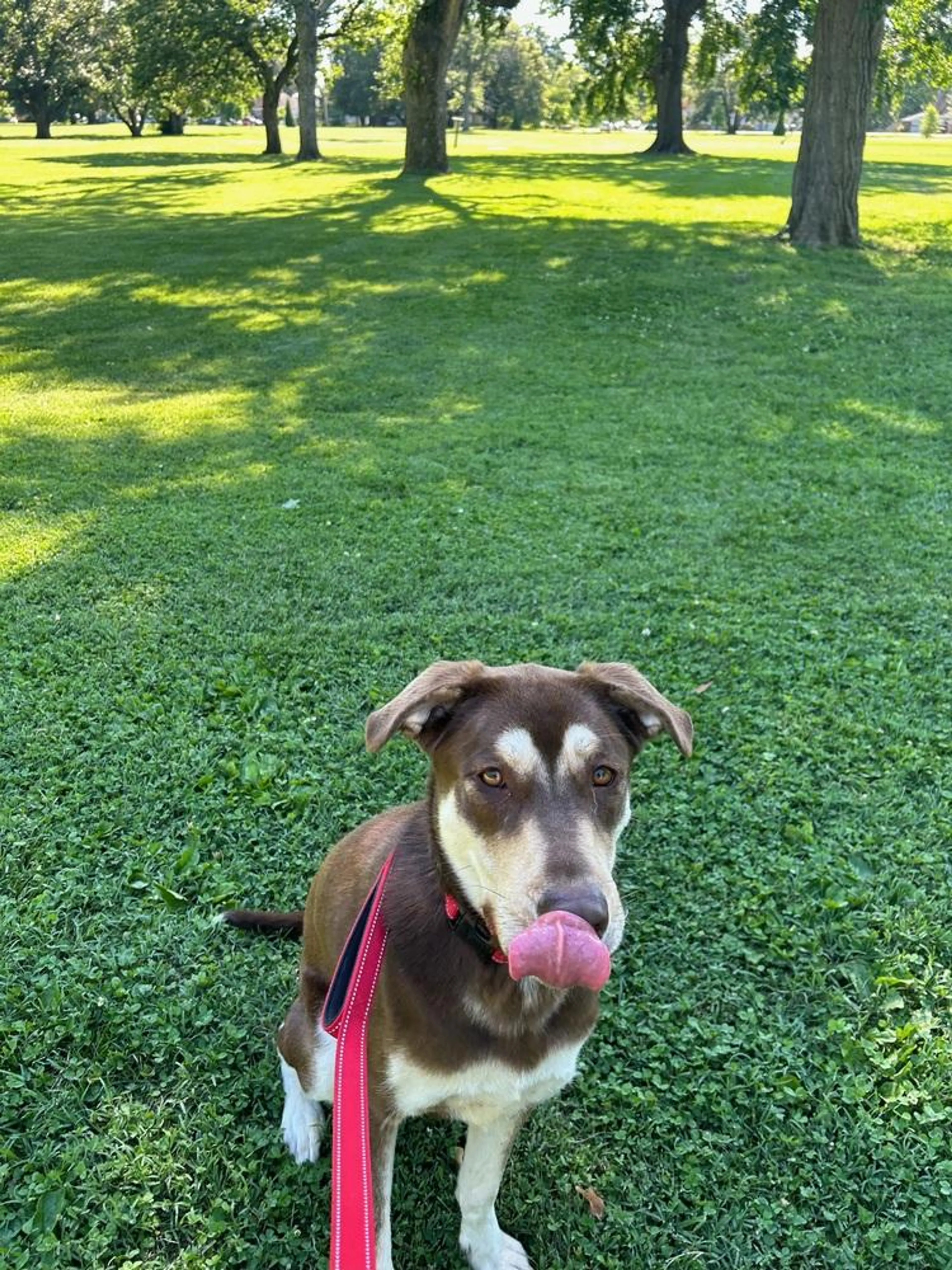 Found pet-1
