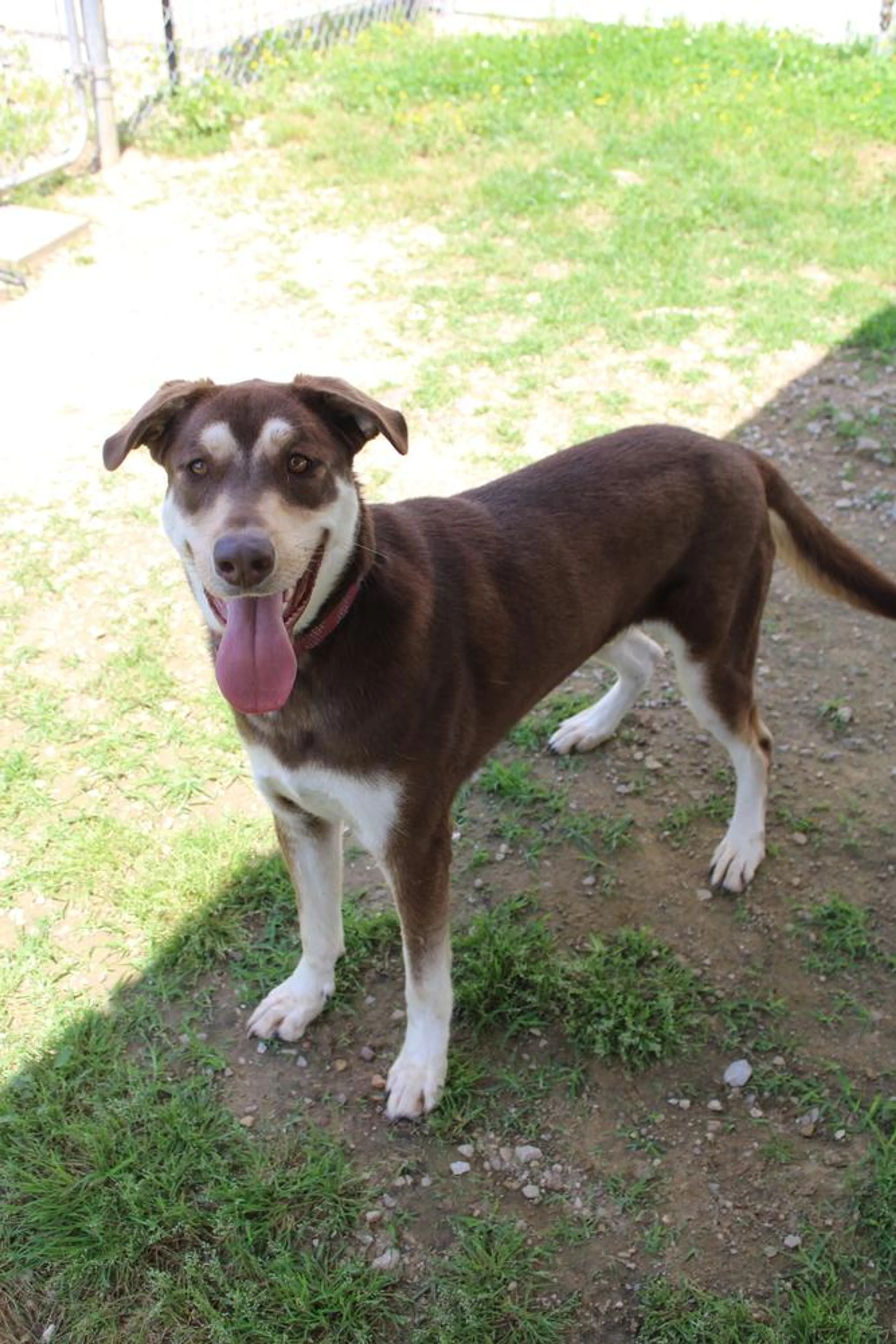 Found pet-5