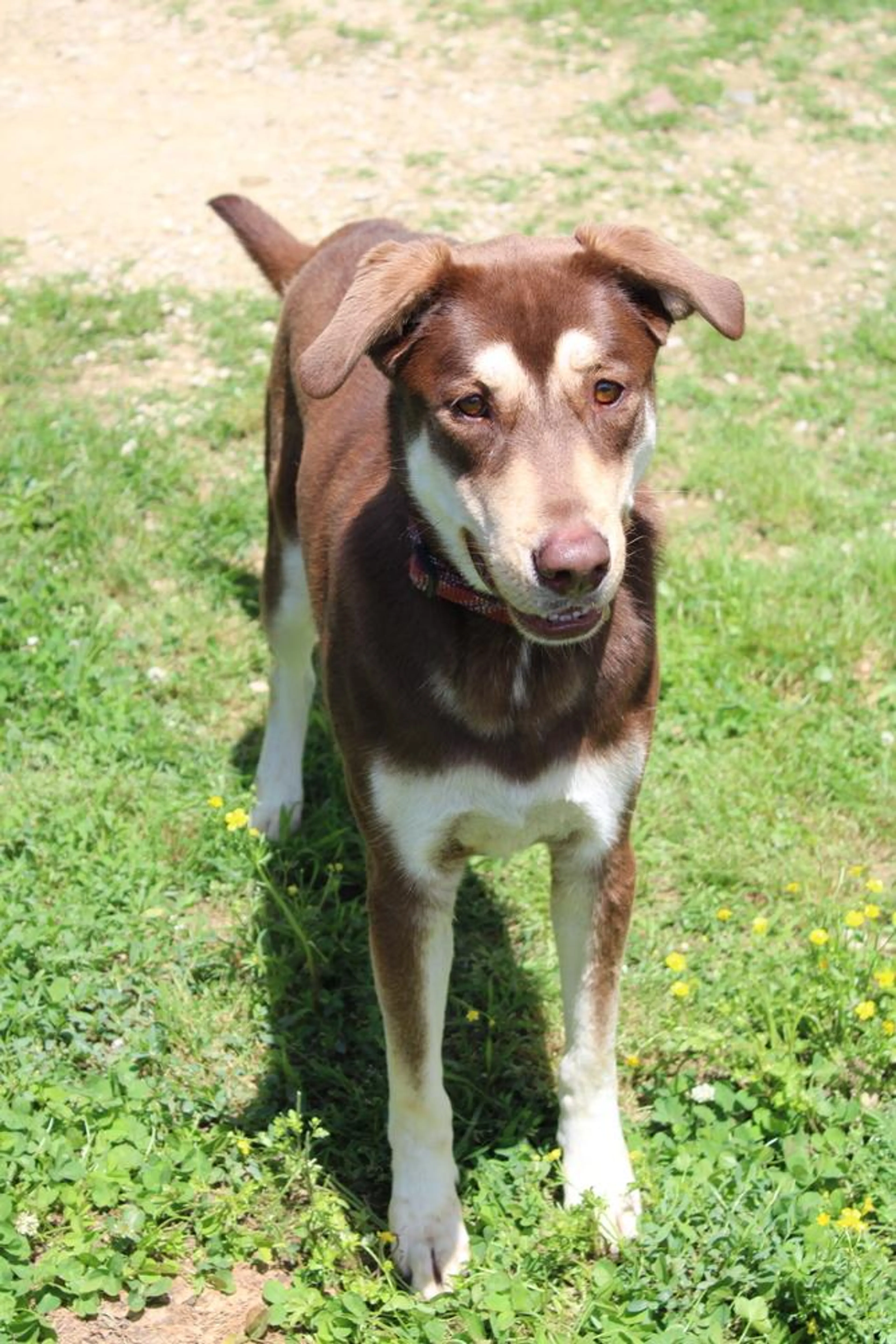Found pet-4
