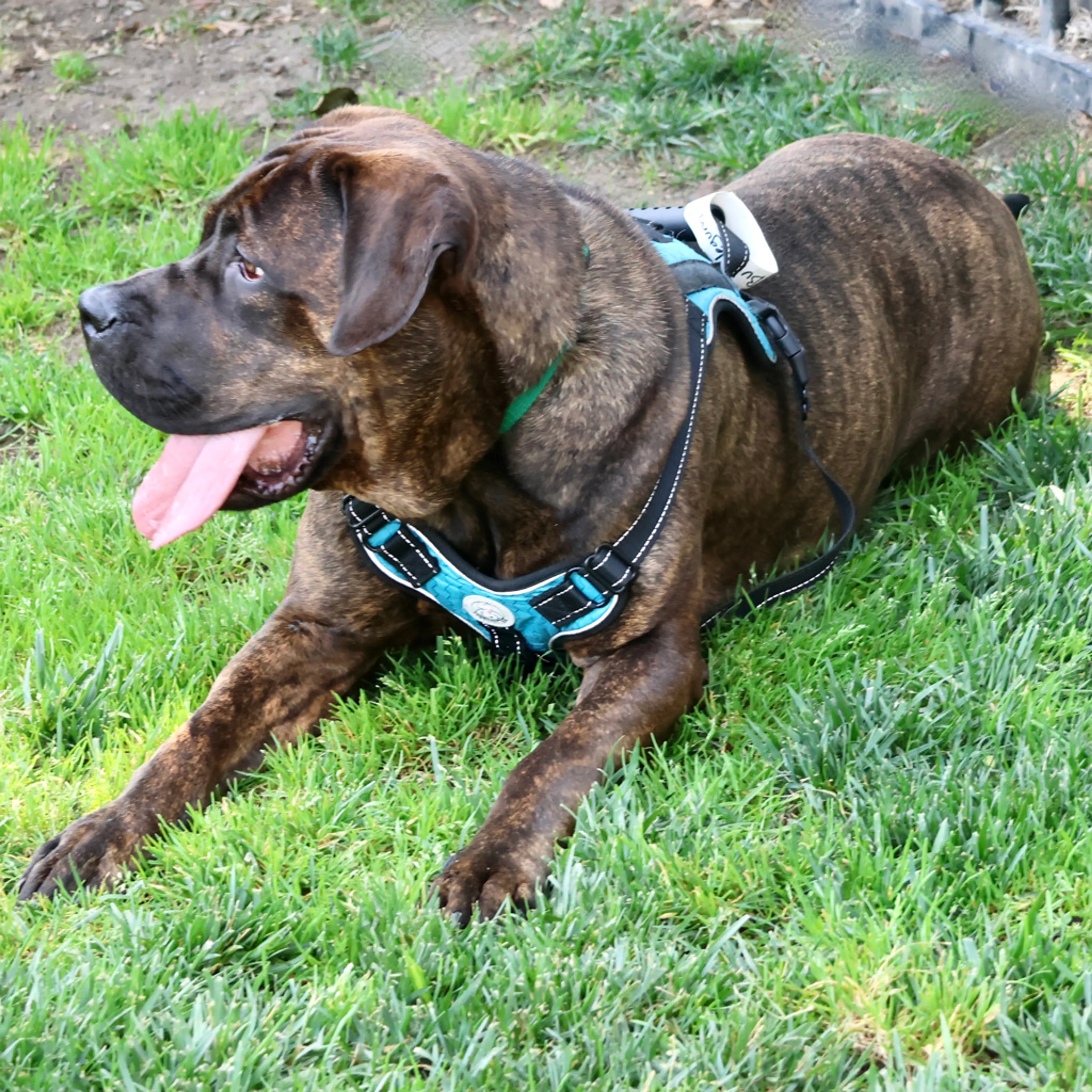 Found pet-7