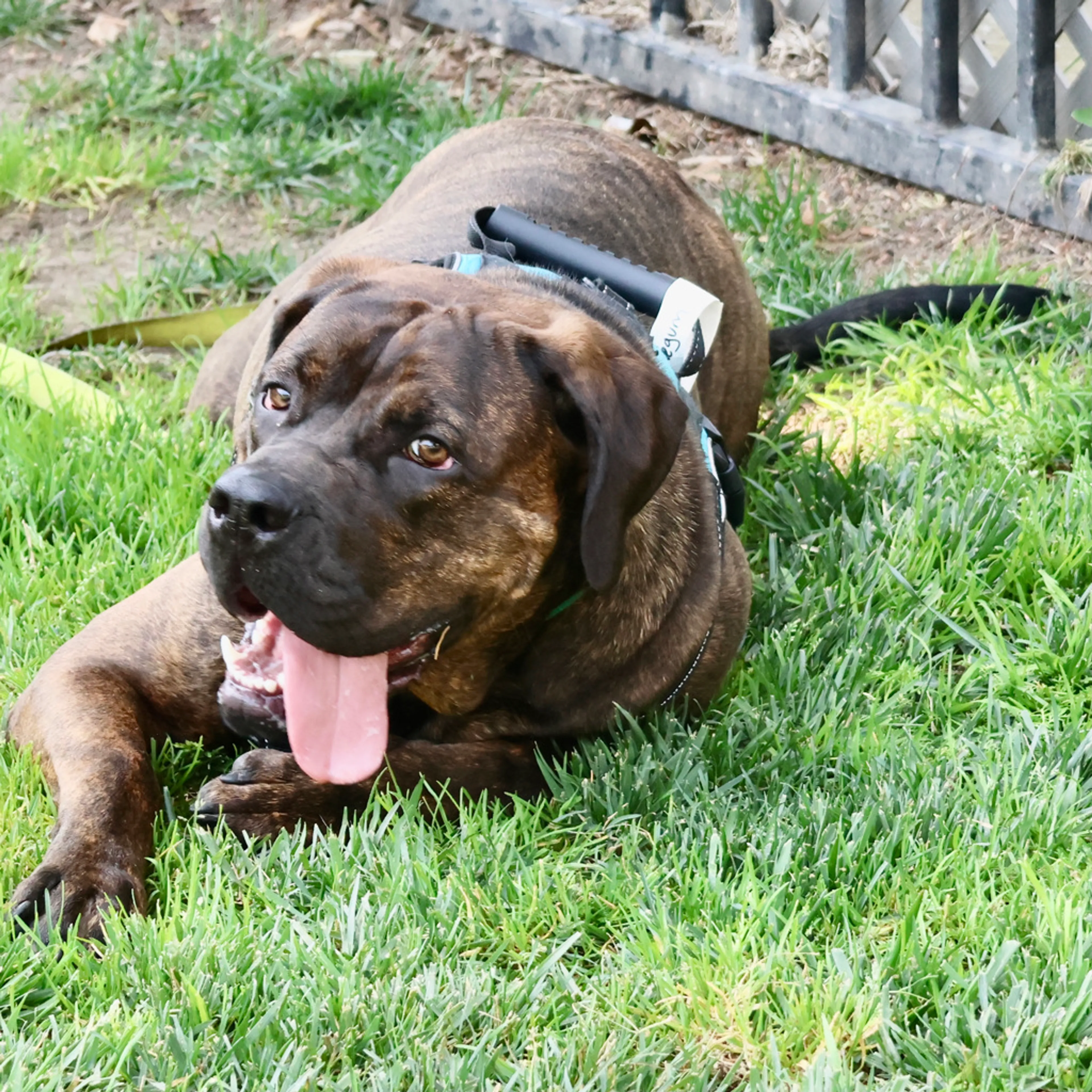 Found pet-6