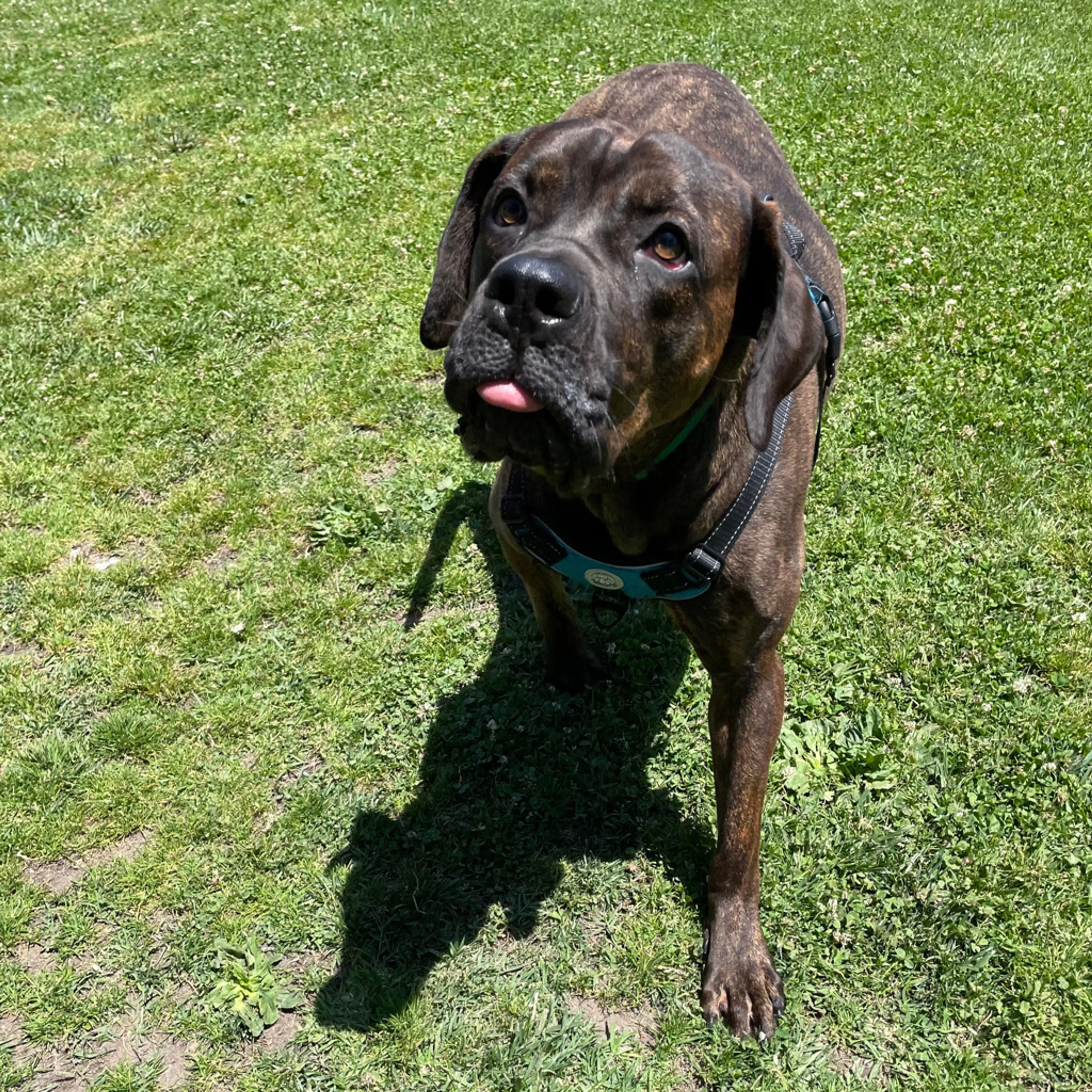 Found pet-2
