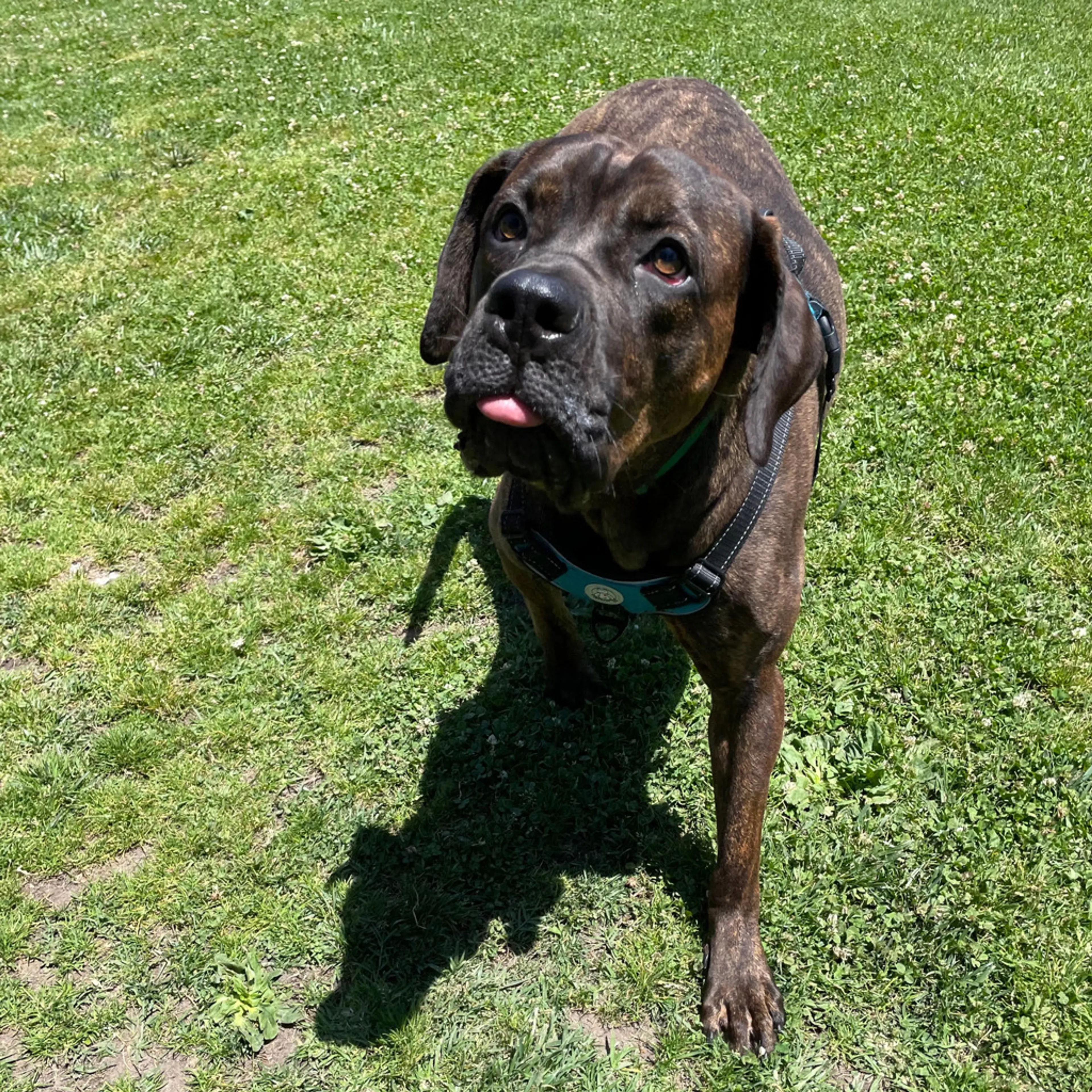 Found pet-4