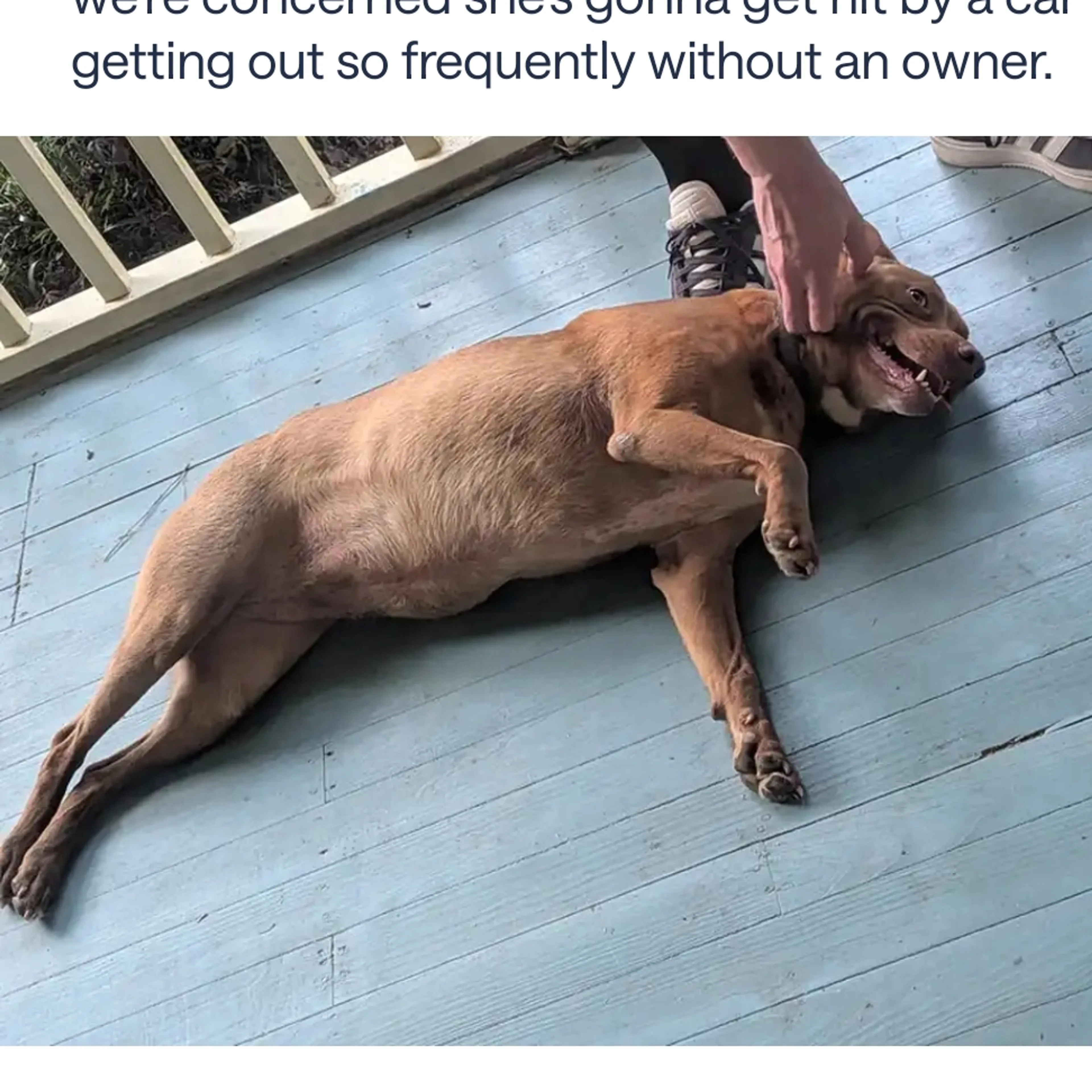 Found pet-3