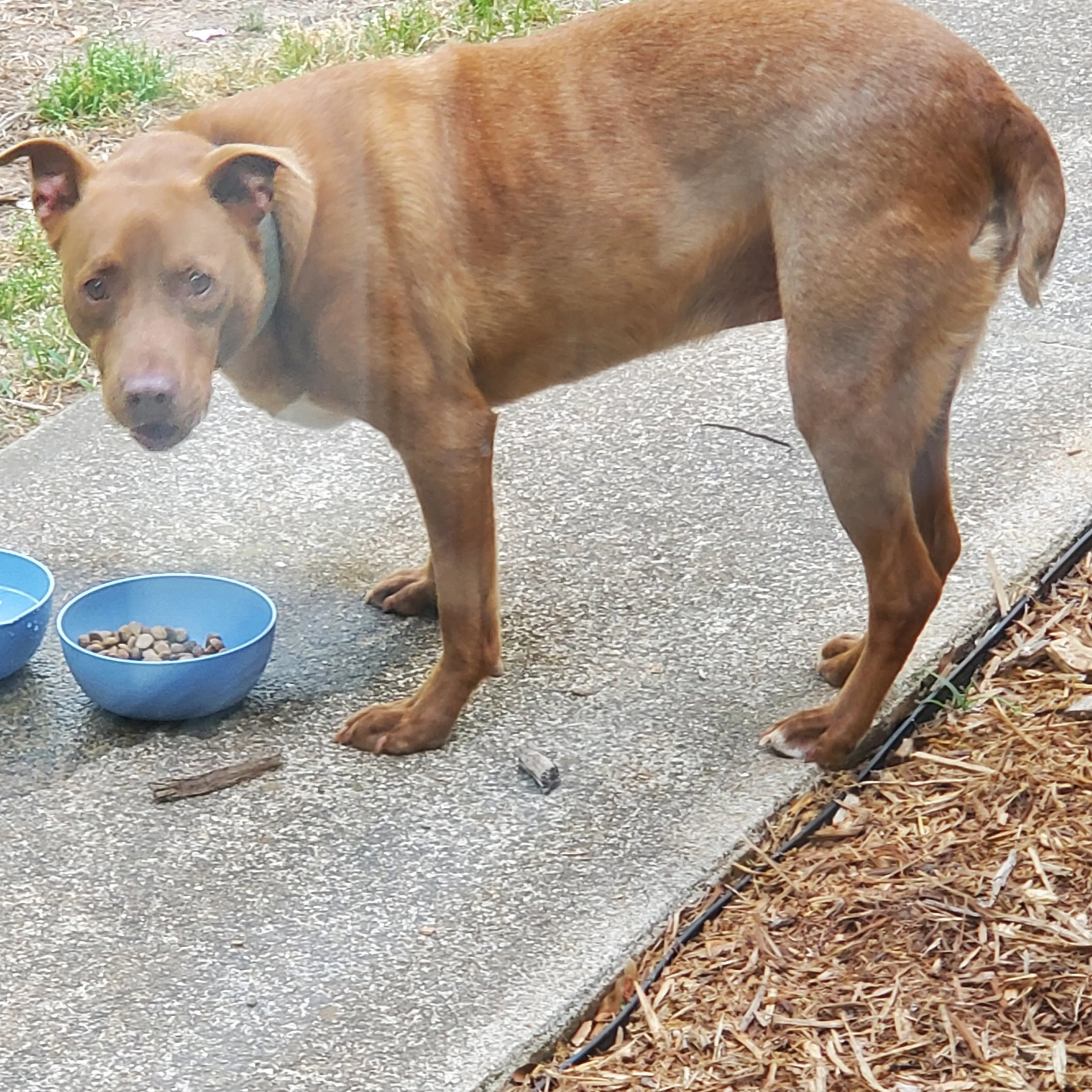 Found pet-1