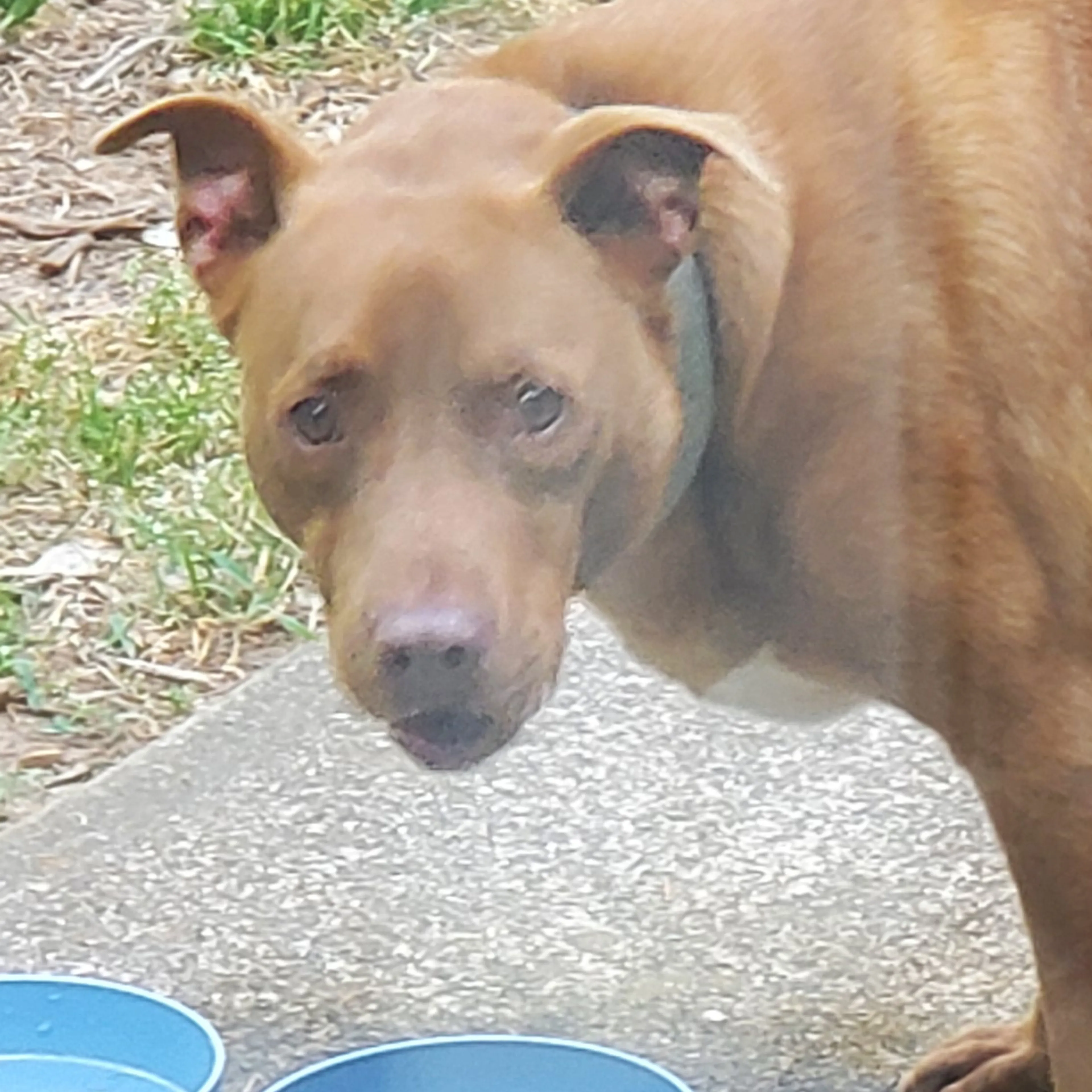 Found pet-2