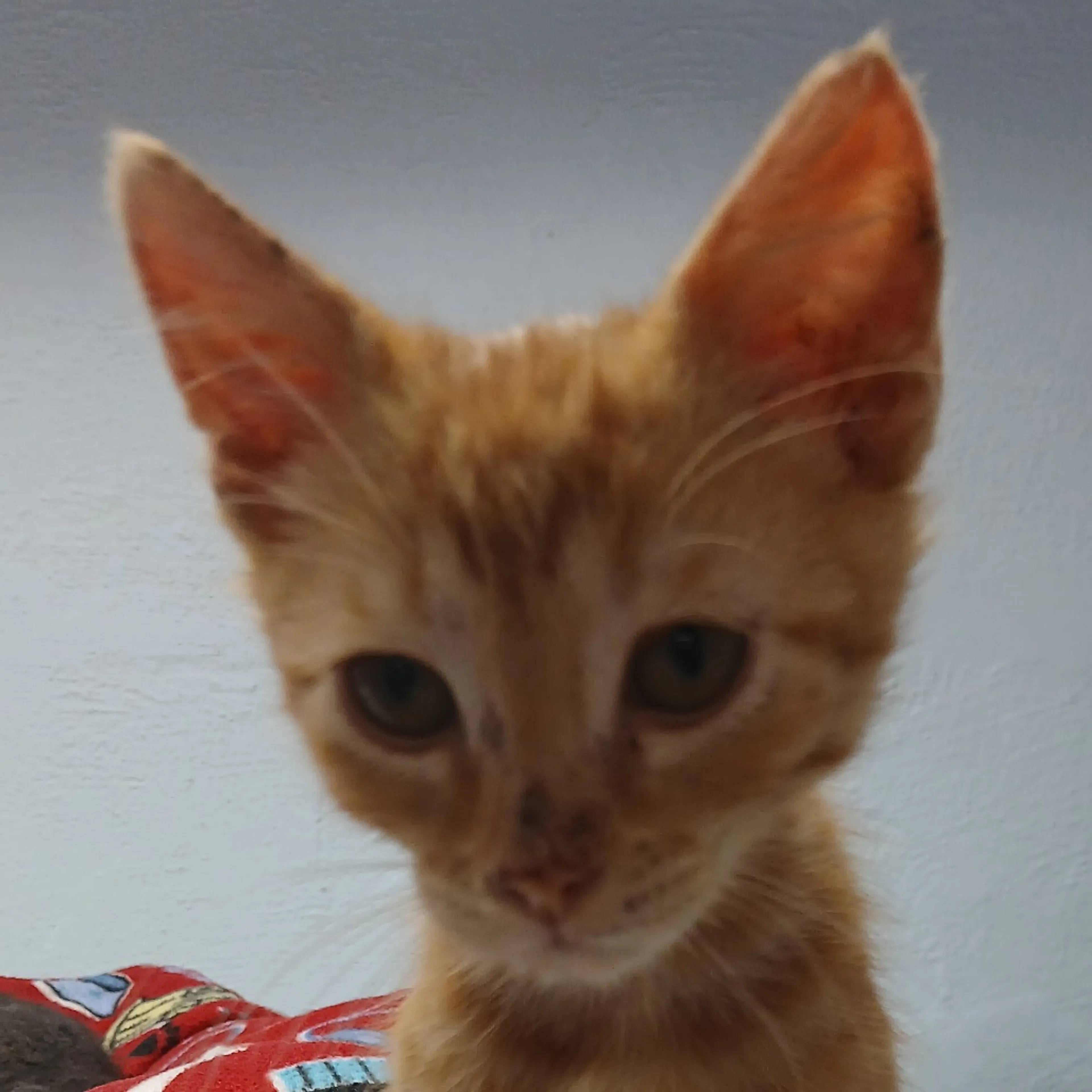 Found pet-2