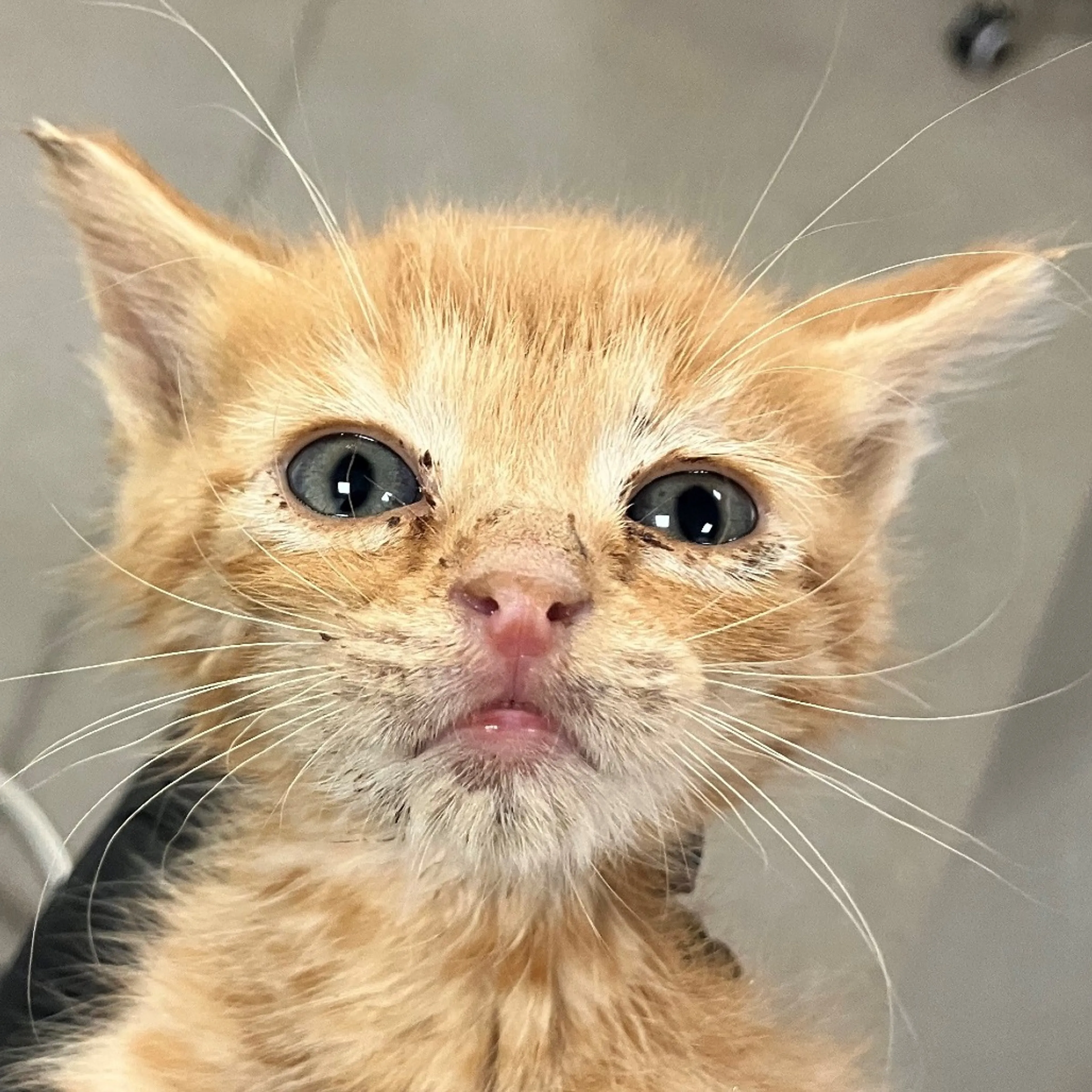 Found pet-3