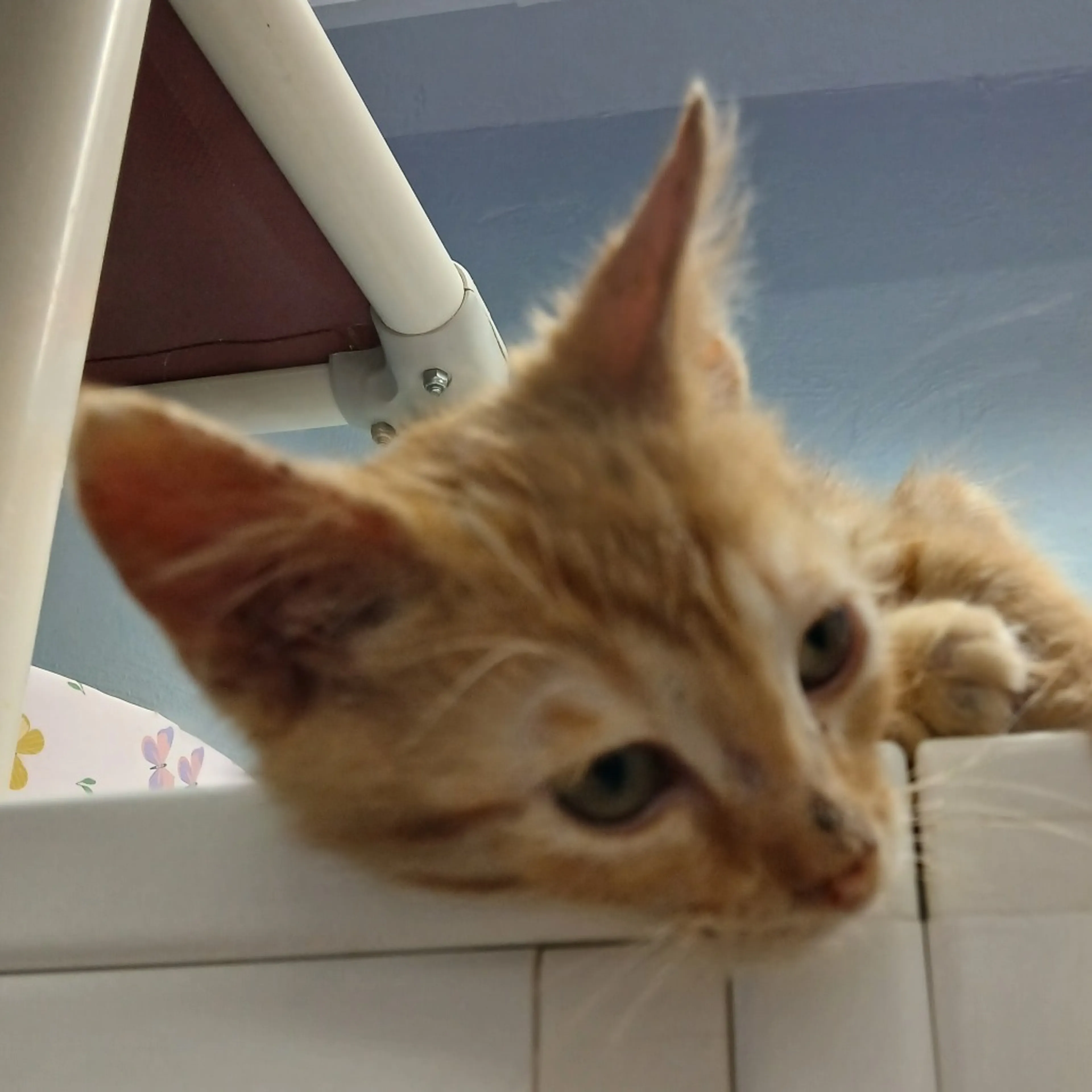Found pet-1