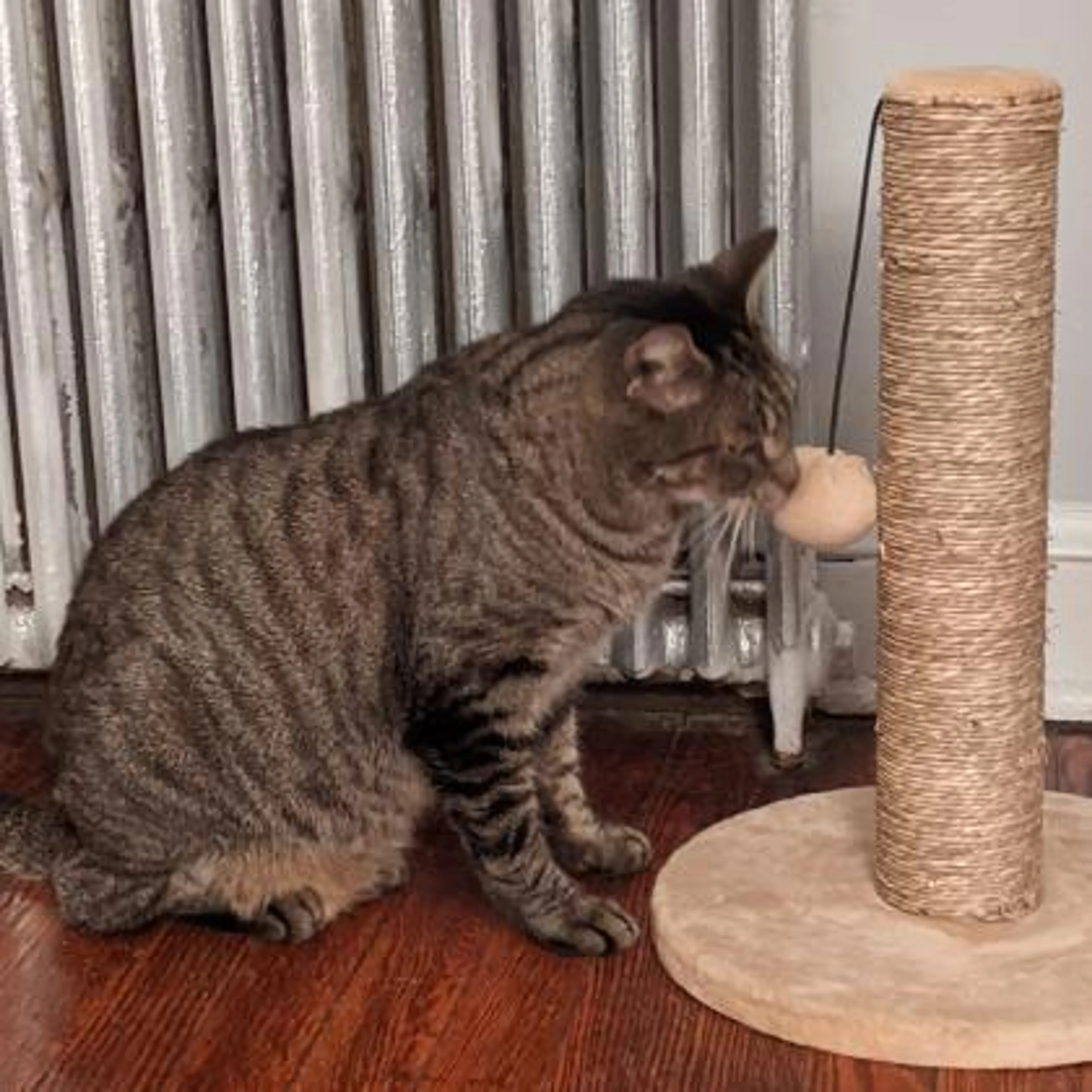 Found pet-1