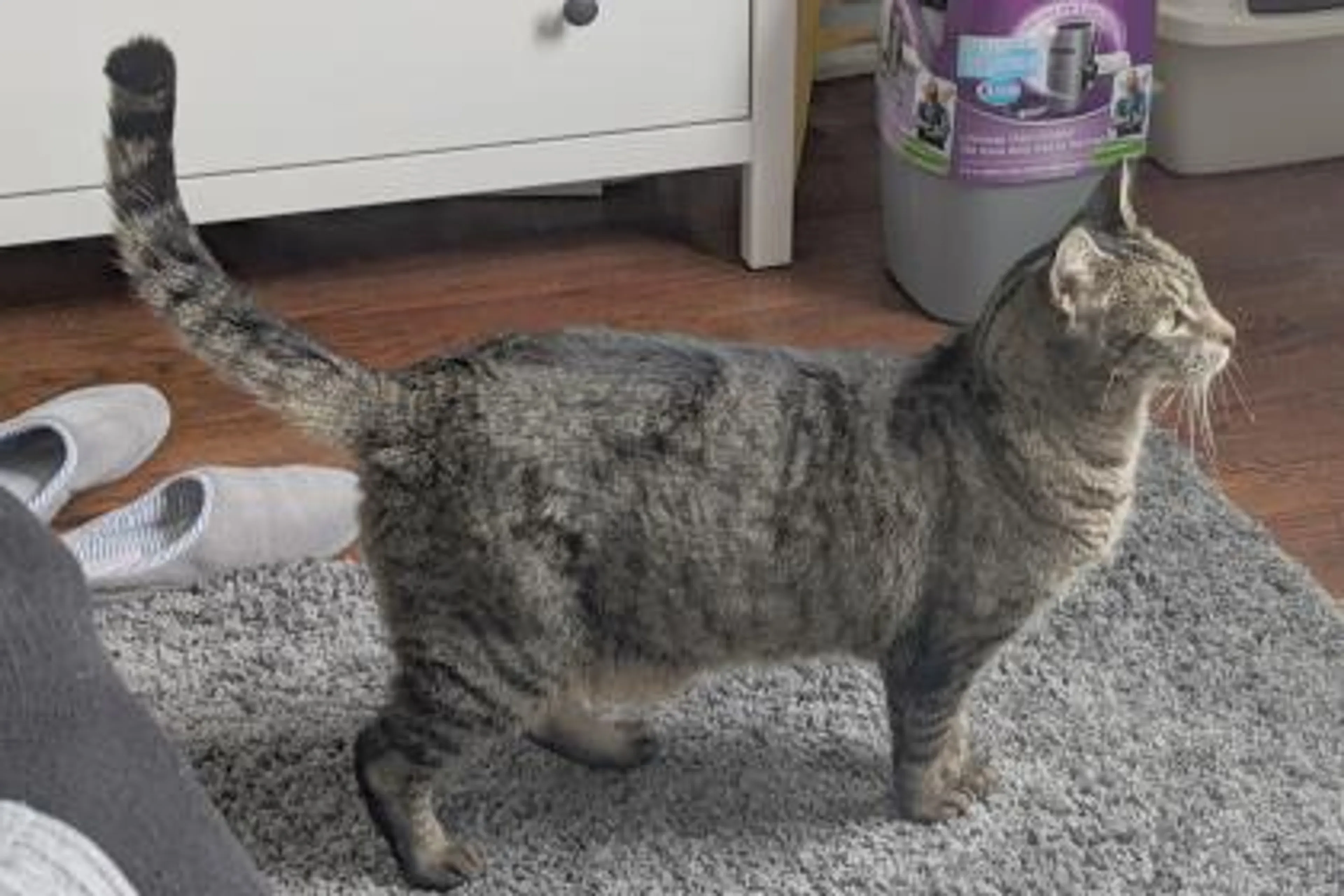 Found pet-2