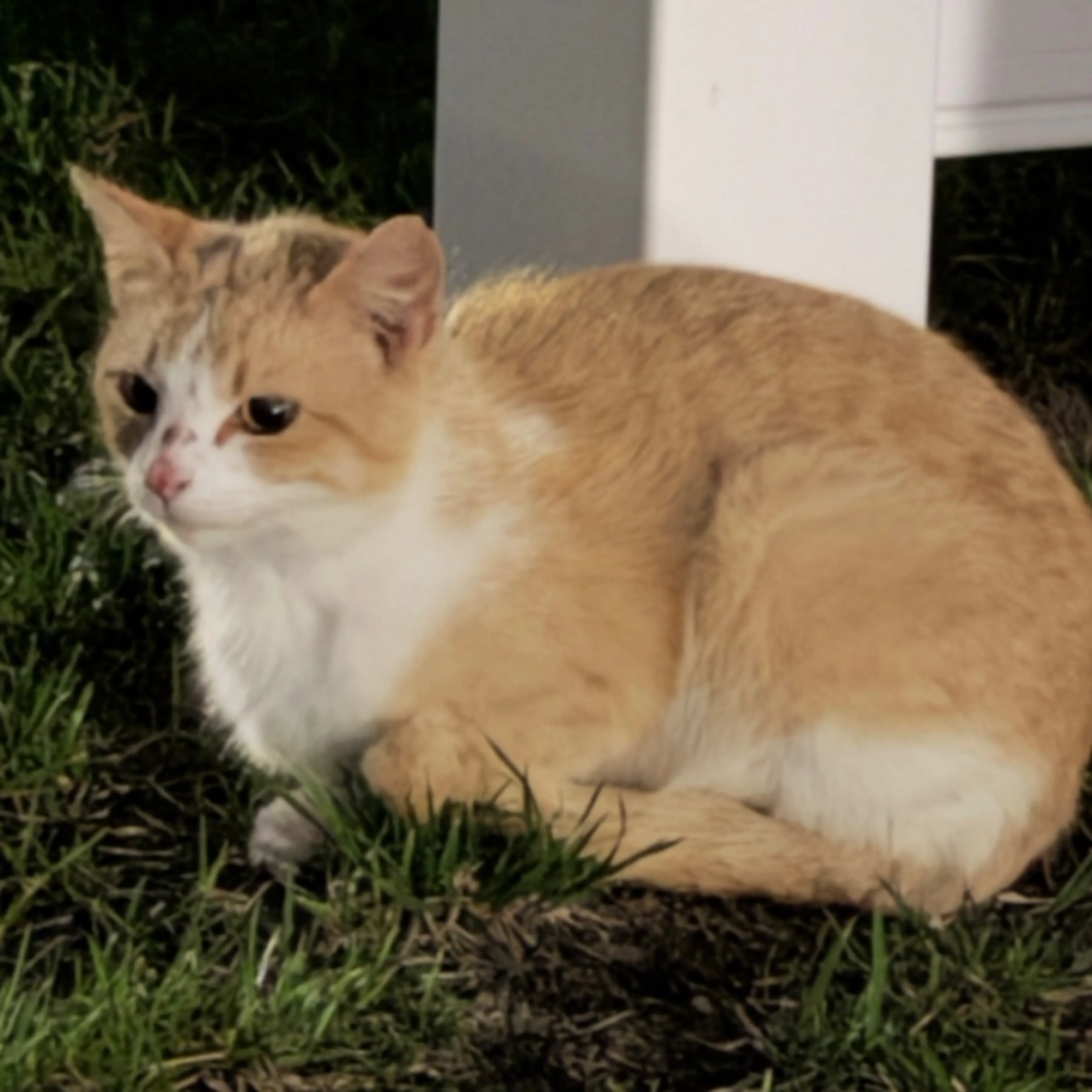 Found pet-0