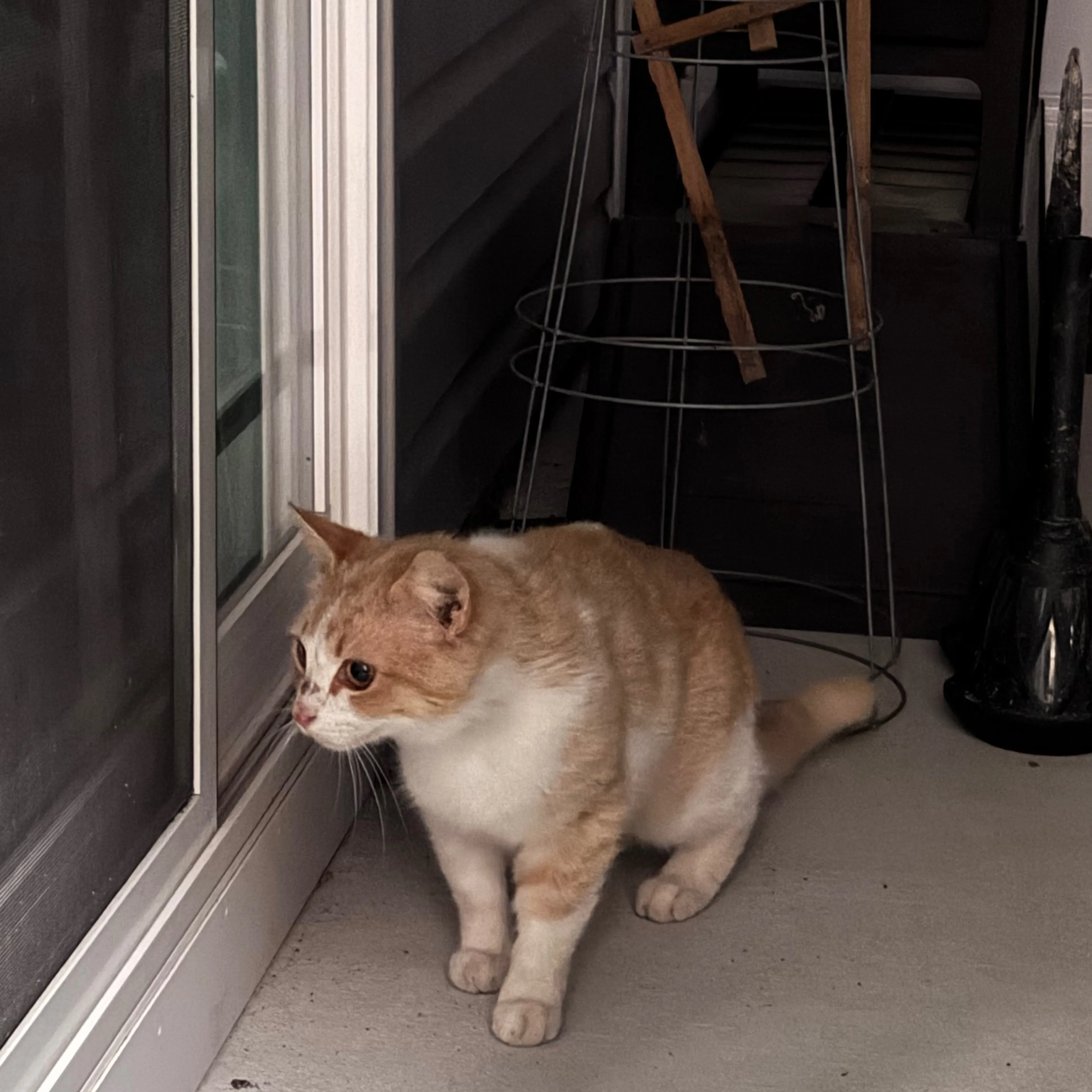 Found pet-1