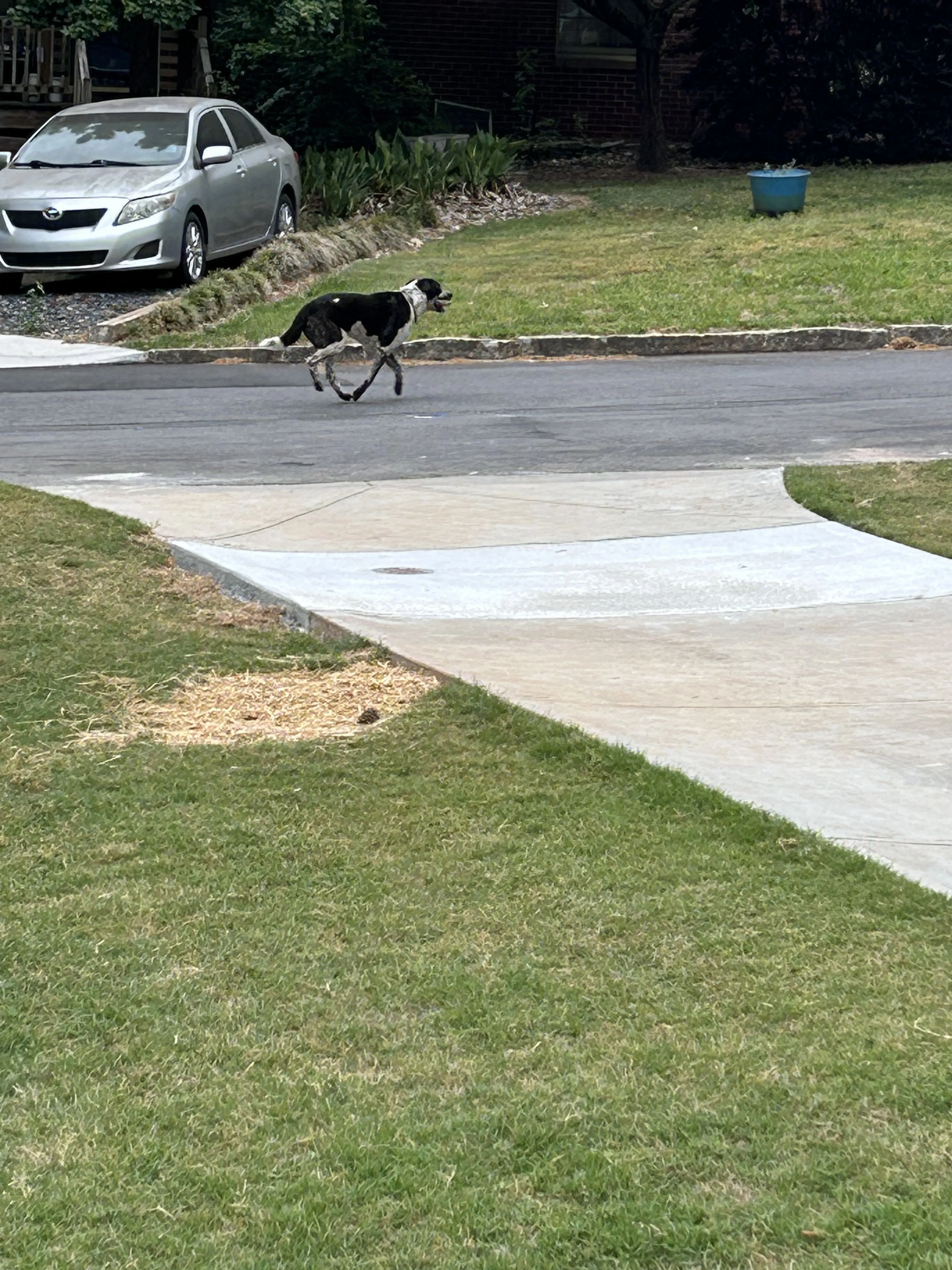 Lost pet