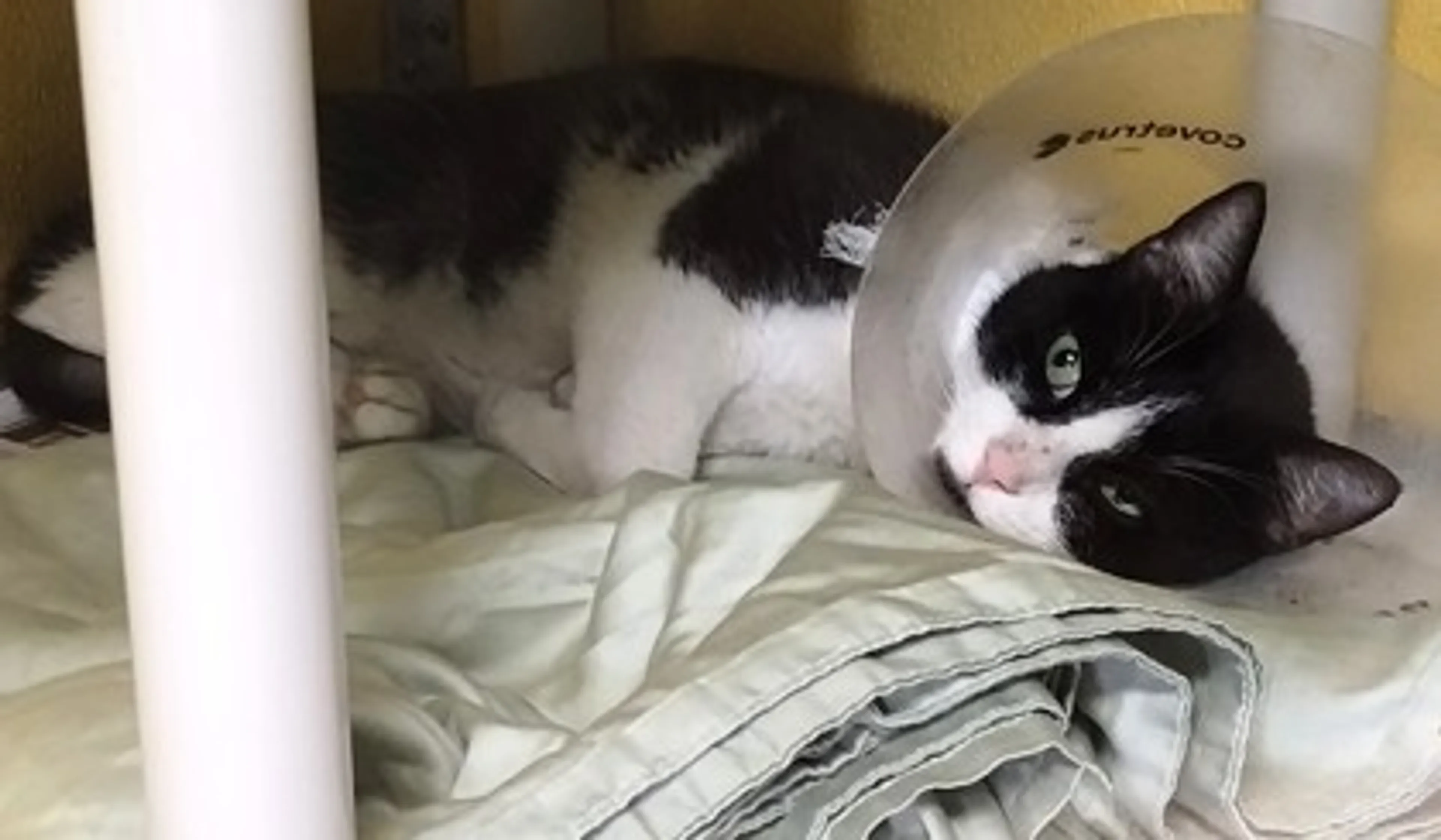 Found pet