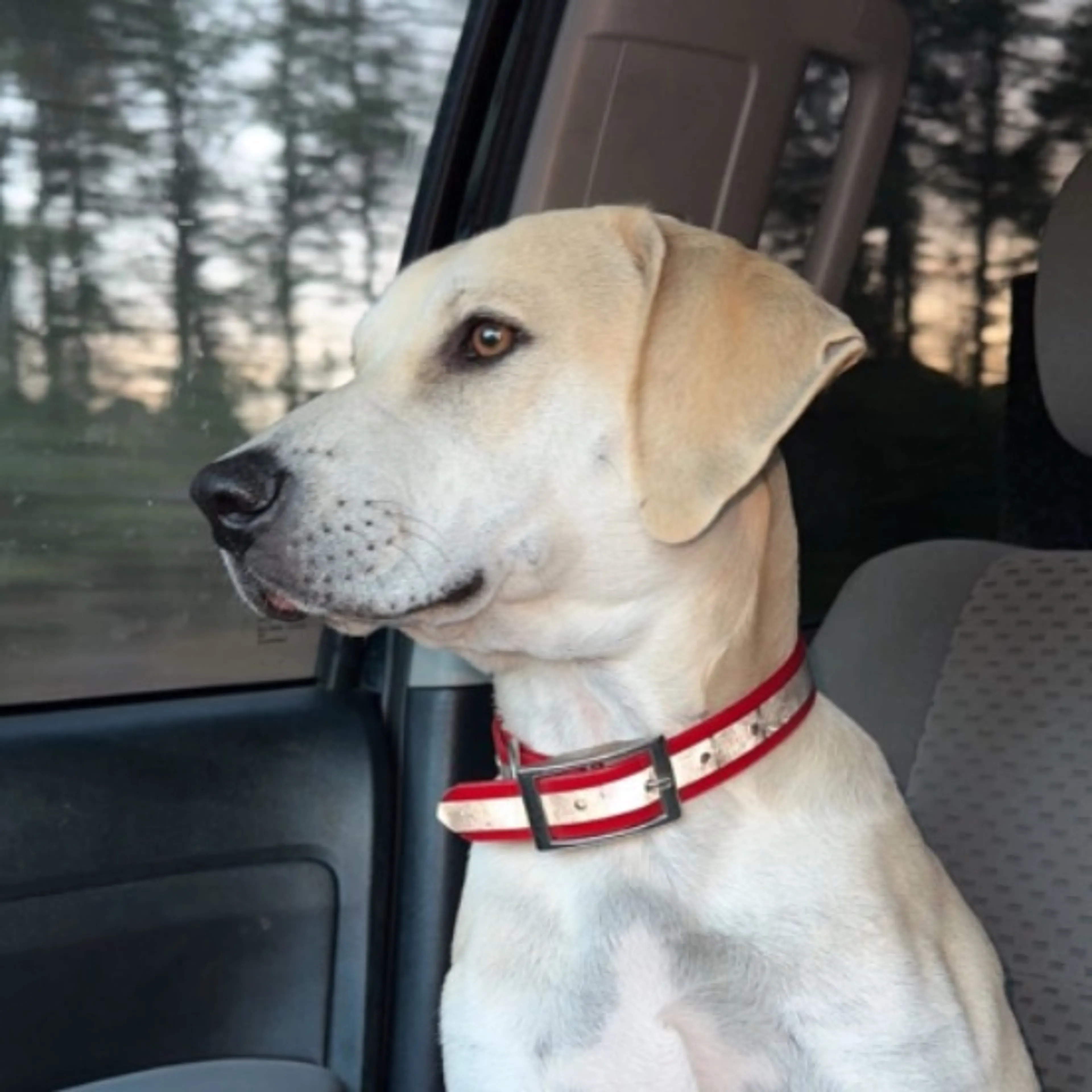 Lost pet