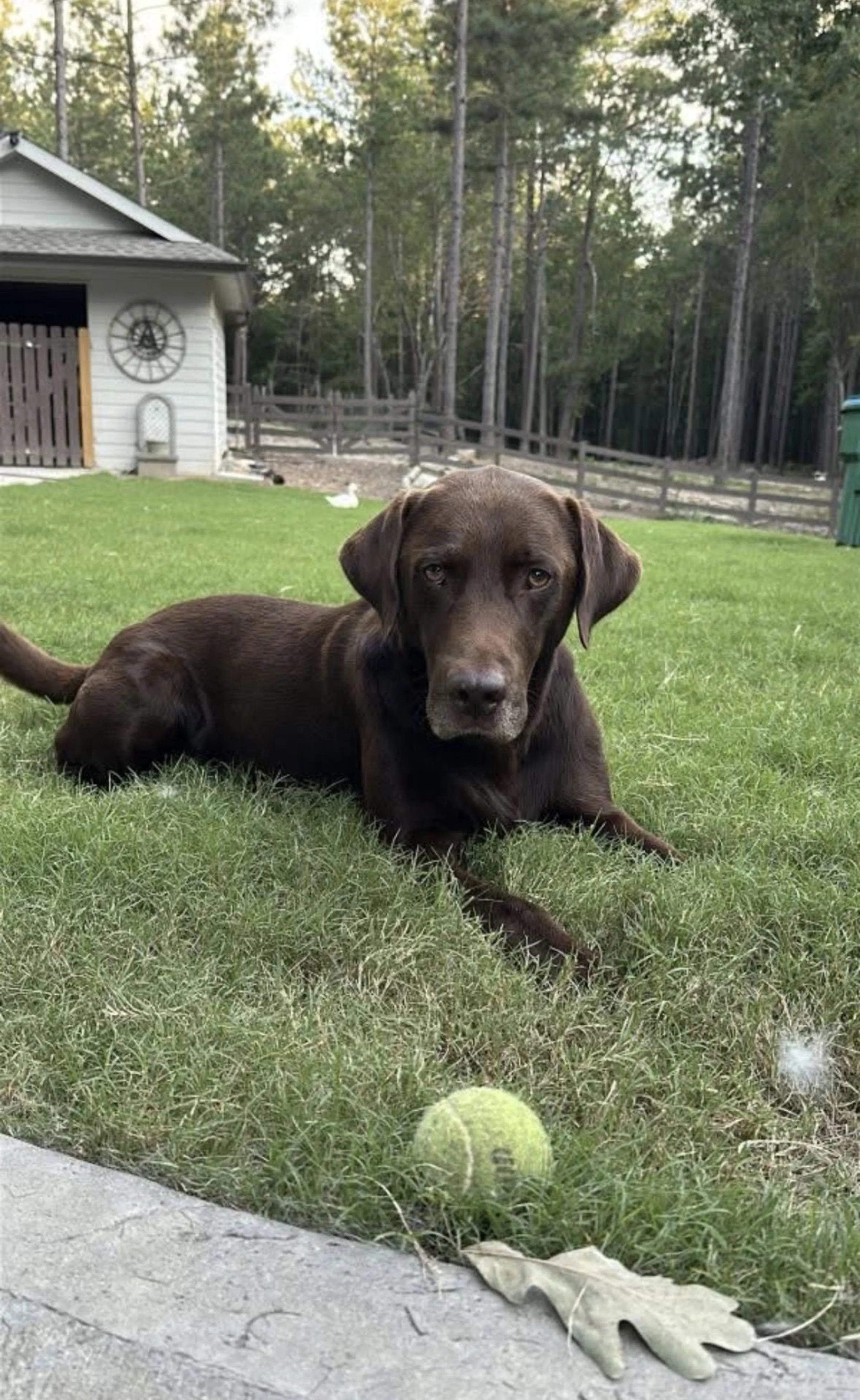Lost pet