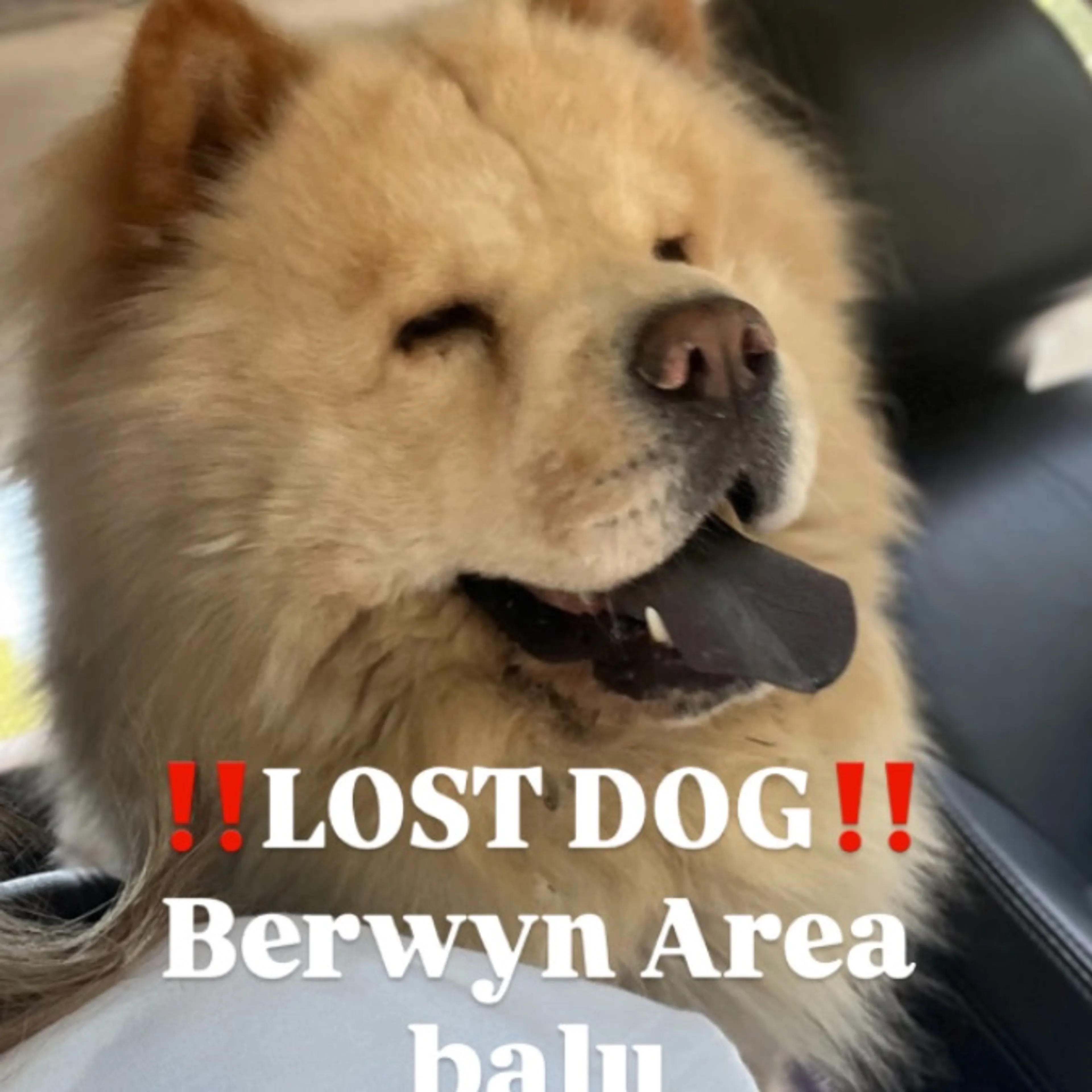 Lost pet