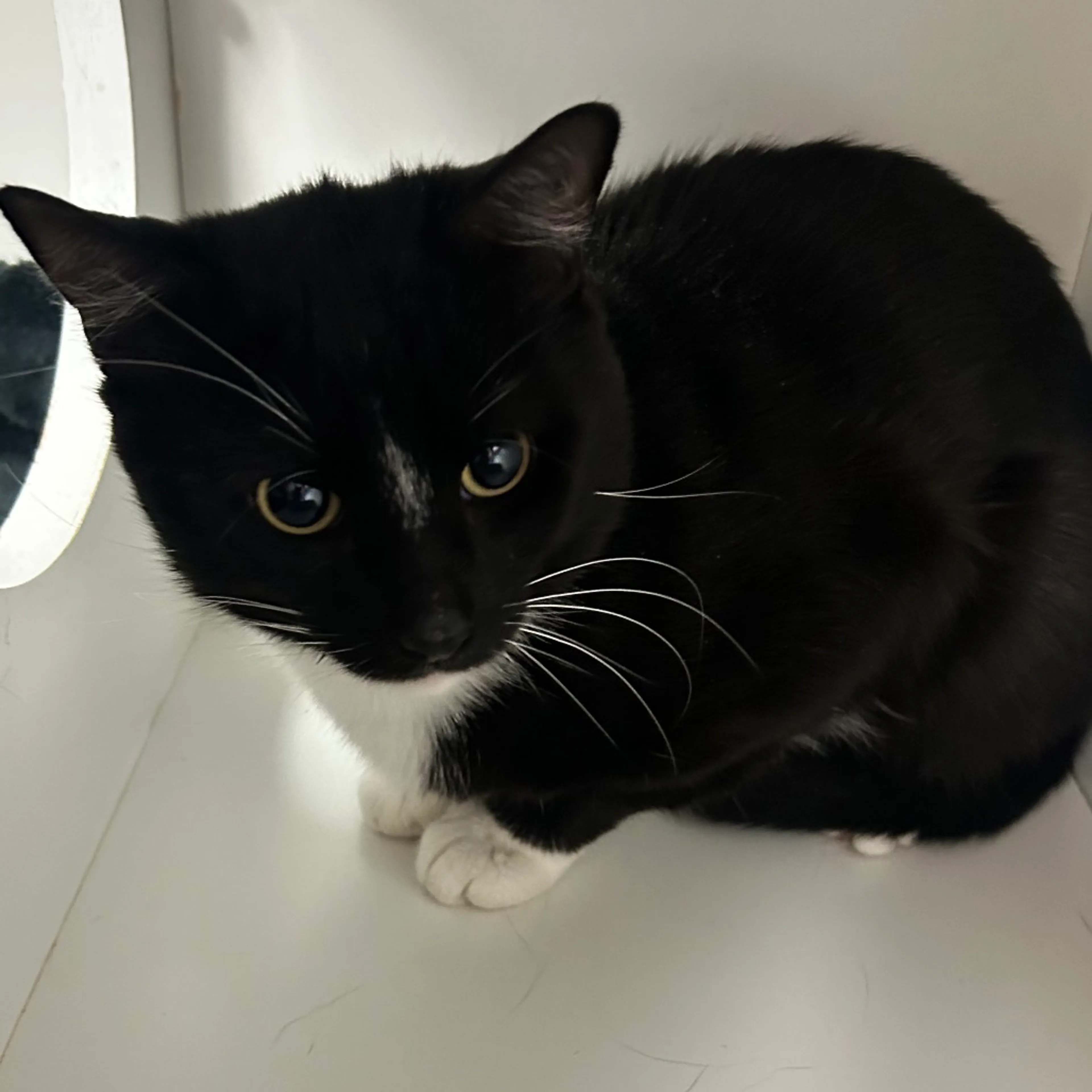 Found pet-1
