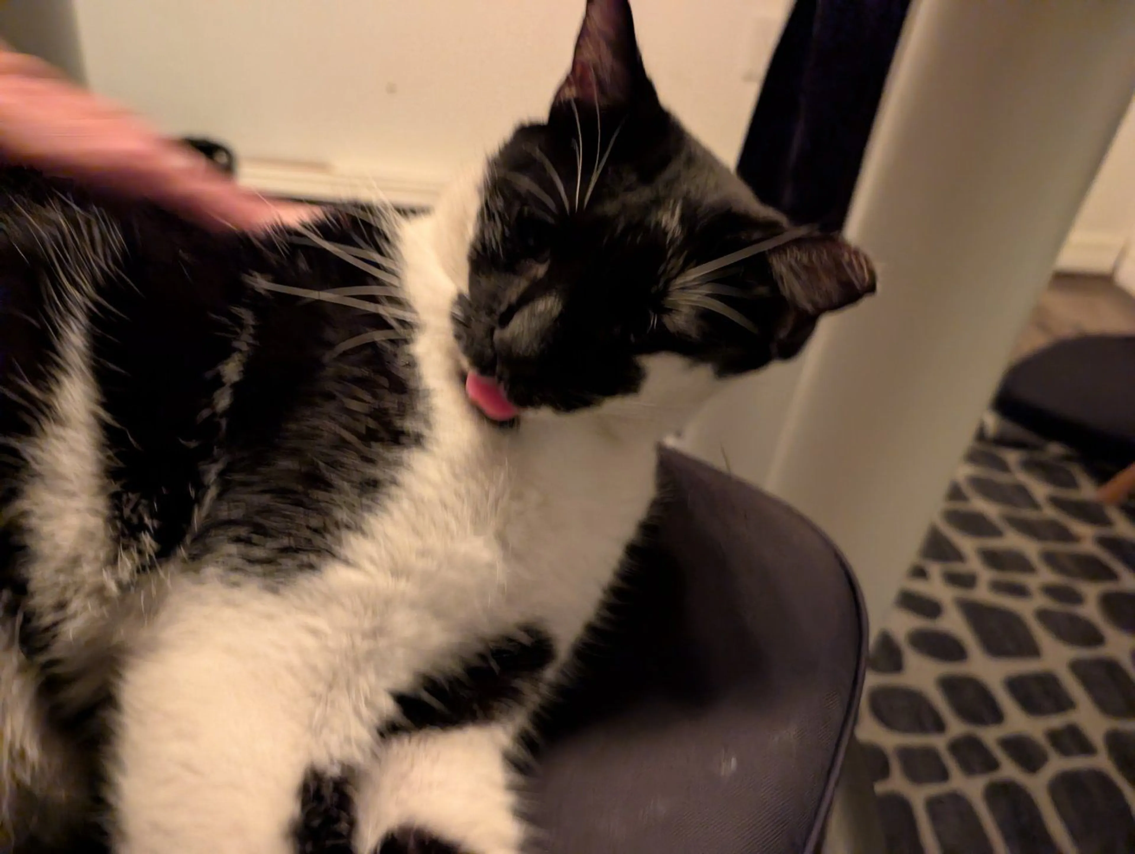 Lost pet