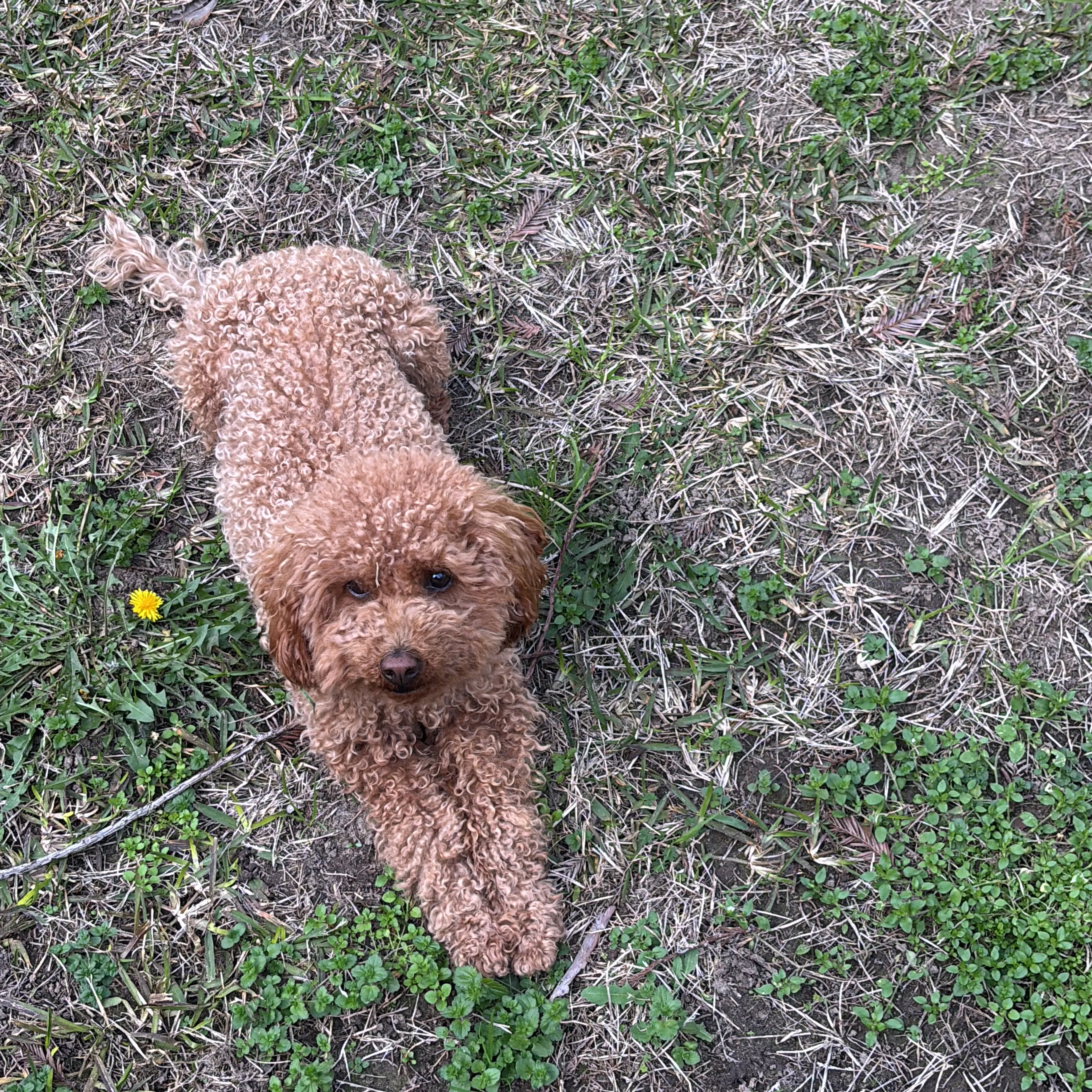 Lost pet-1