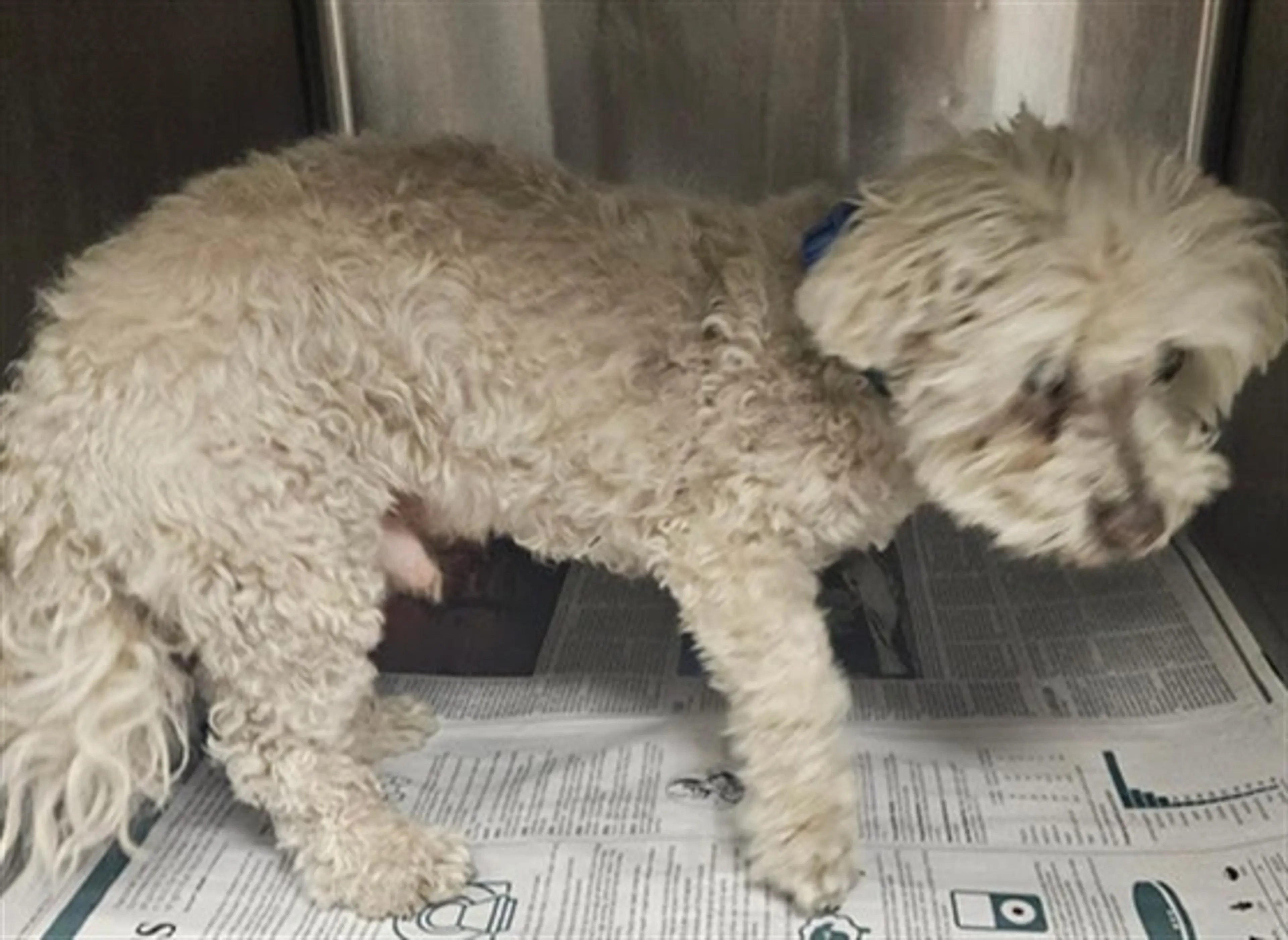 Found pet